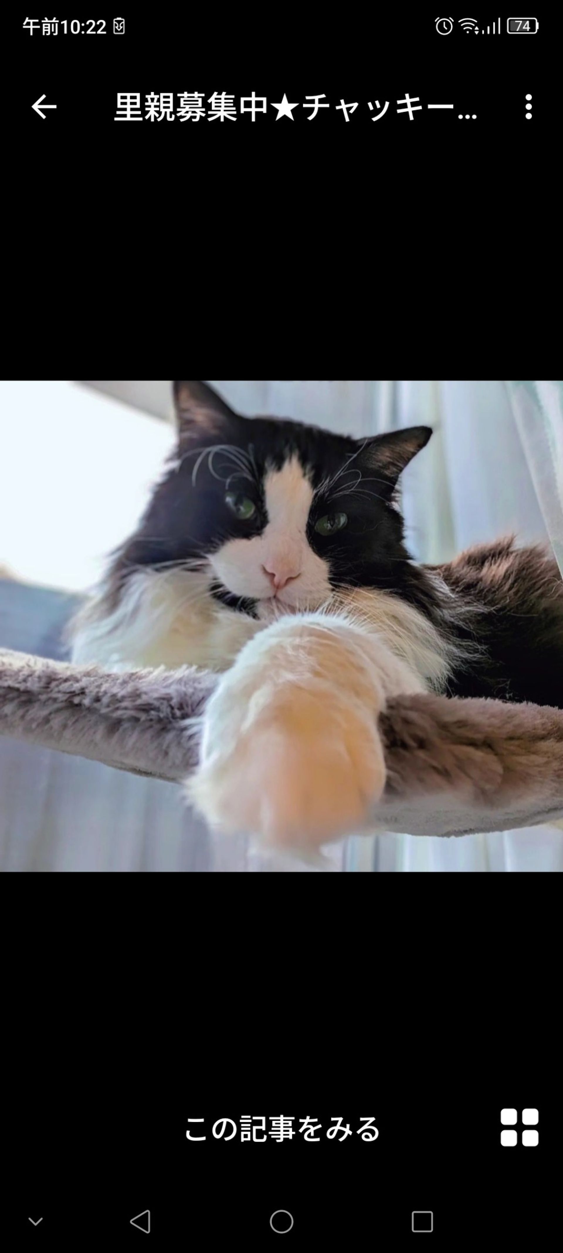 雑種（ミックス猫）・オスの里親募集の写真