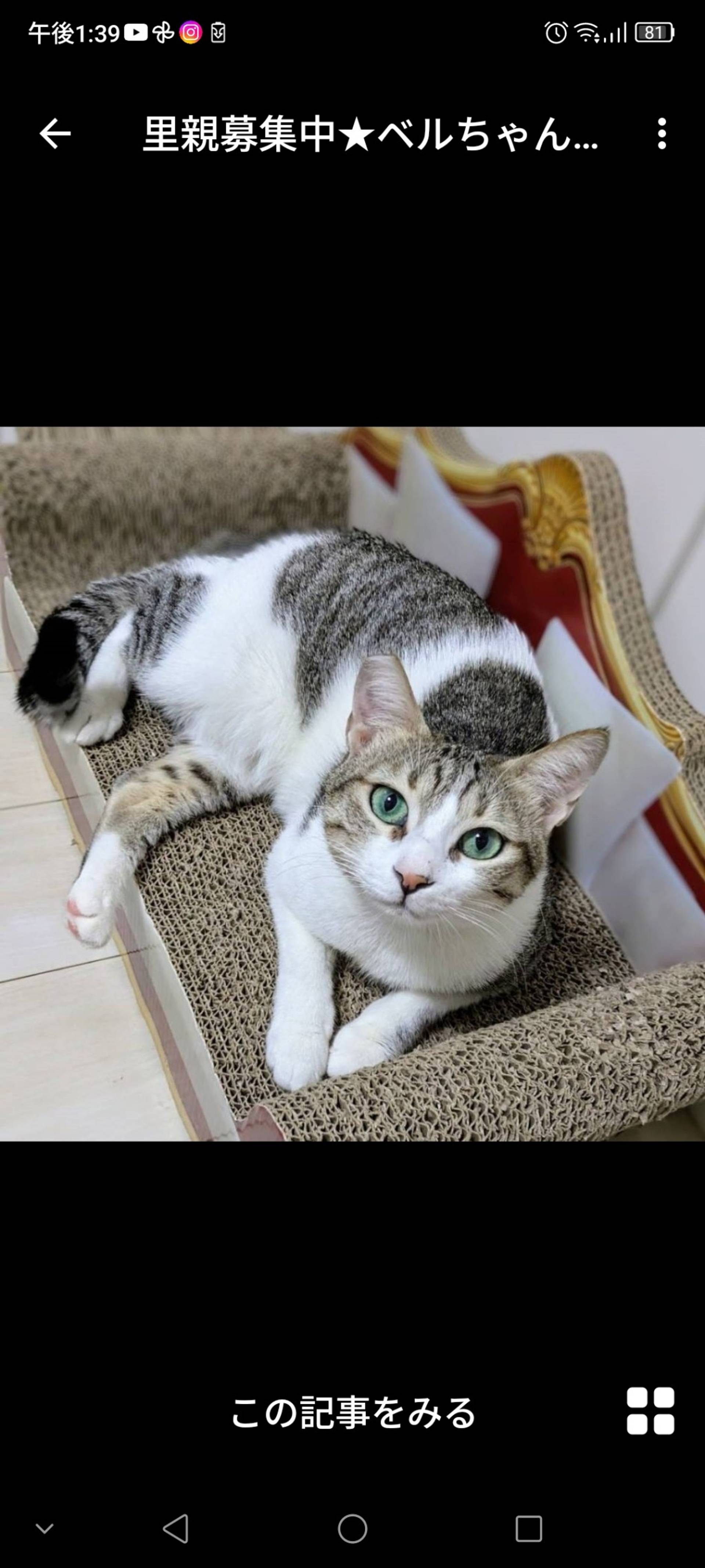 雑種（ミックス猫）・メスの里親募集の写真