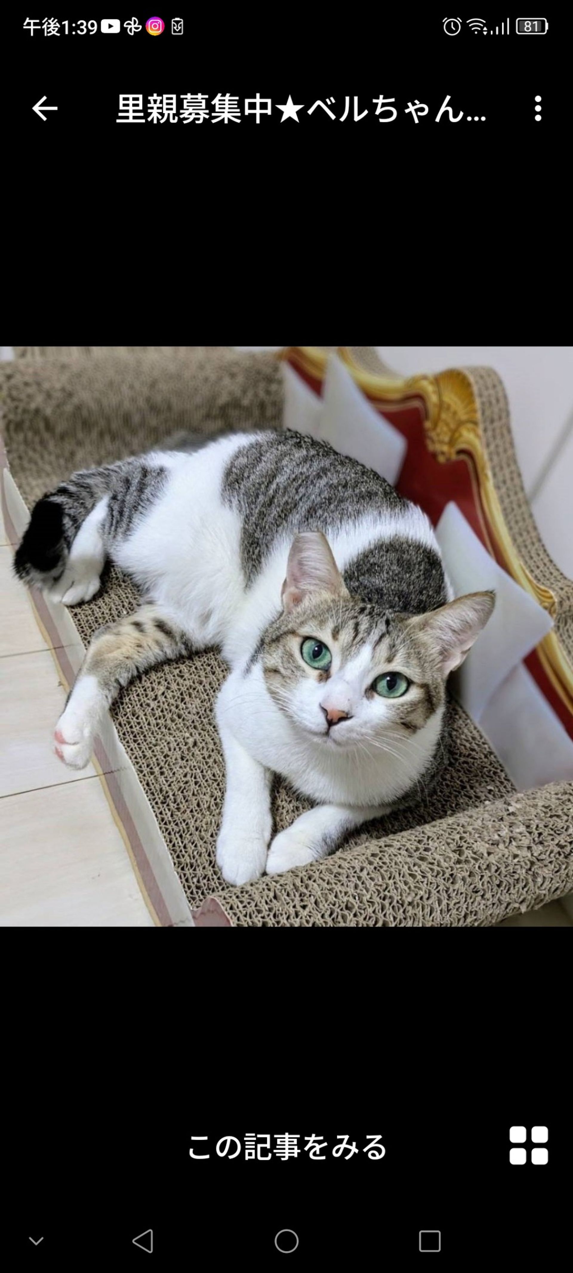 雑種（ミックス猫）・メスの里親募集の写真