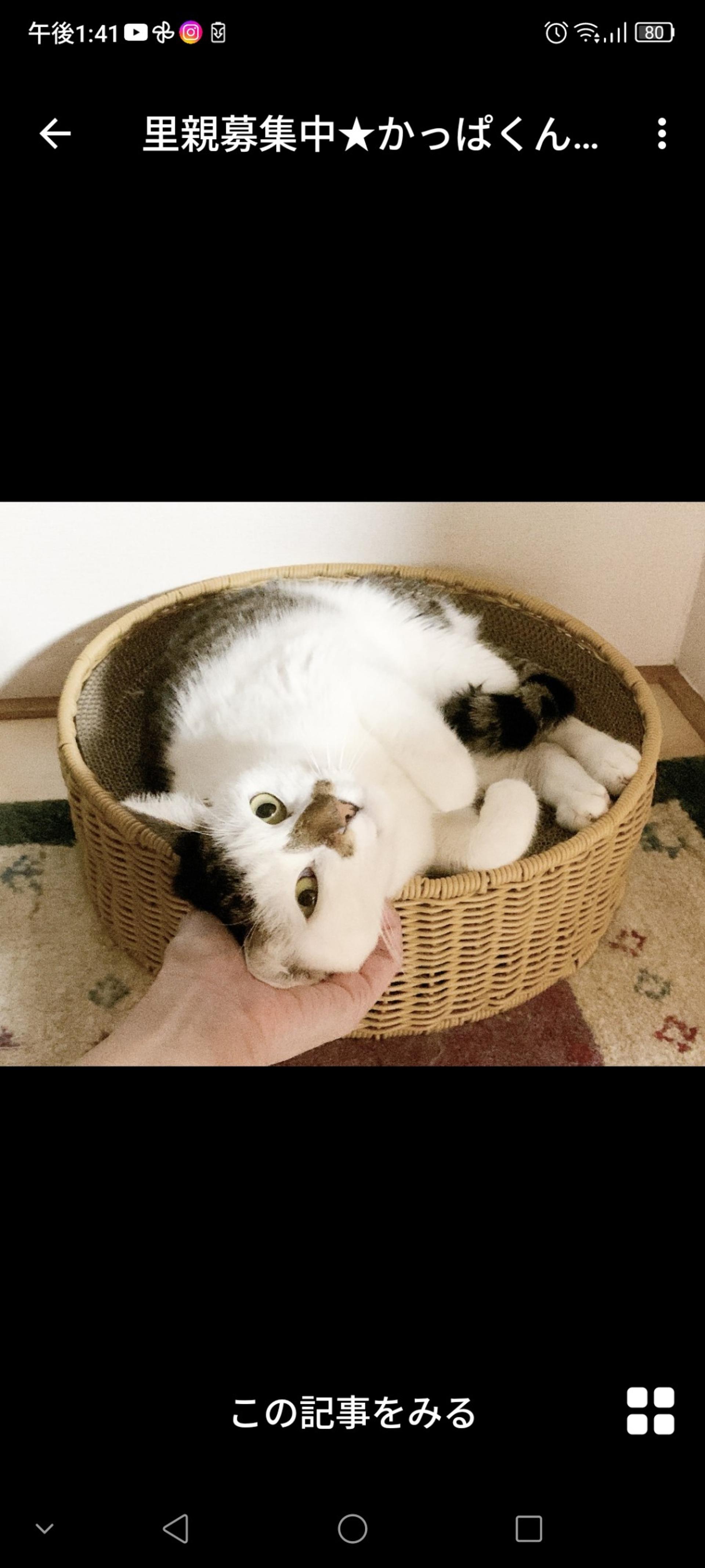 pet-image-2