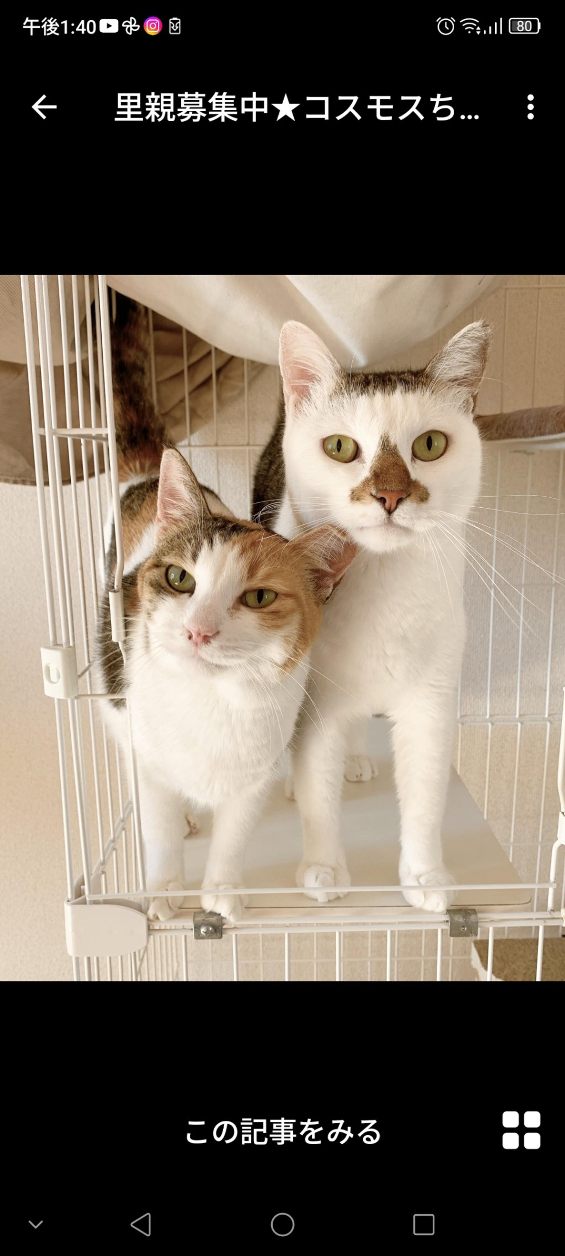 pet-image-4