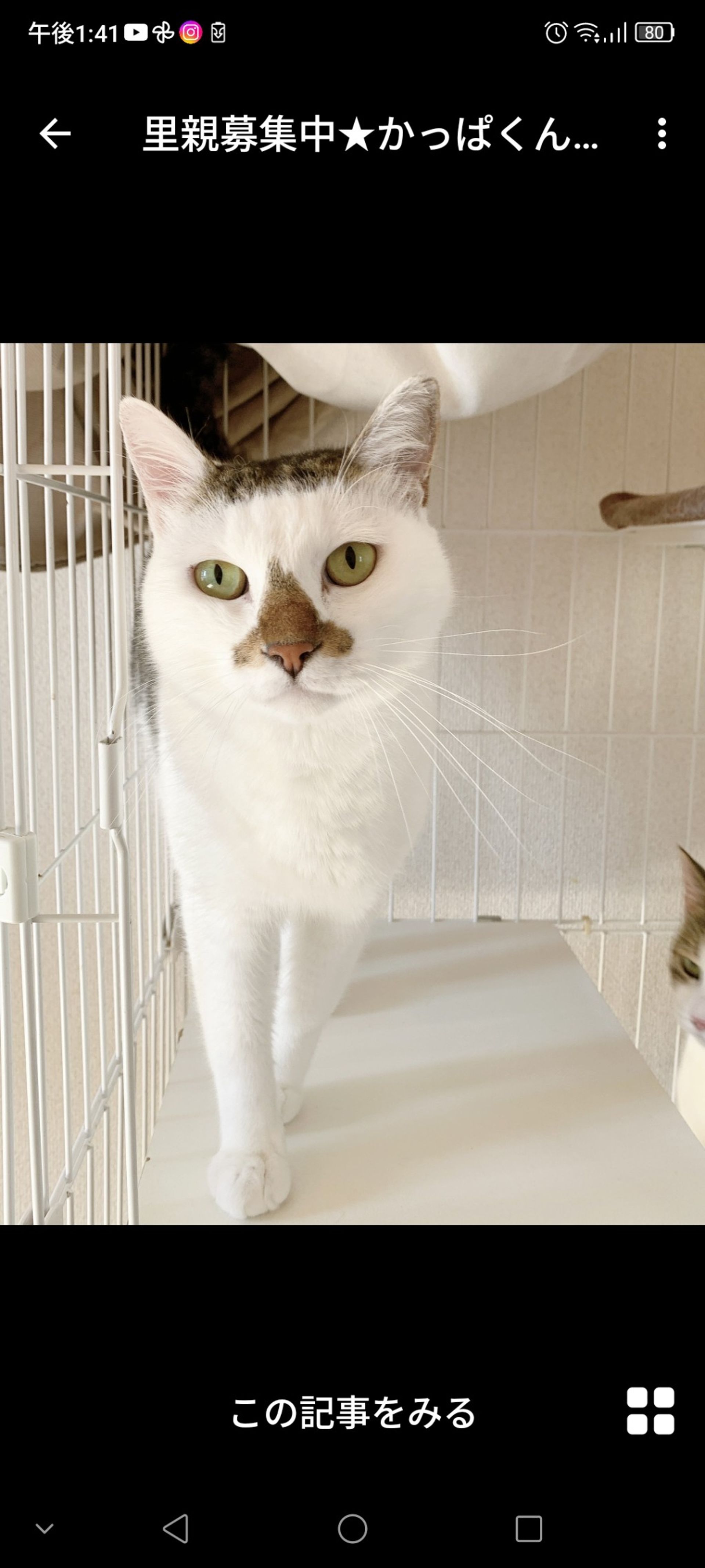 雑種（ミックス猫）・オスの里親募集の写真