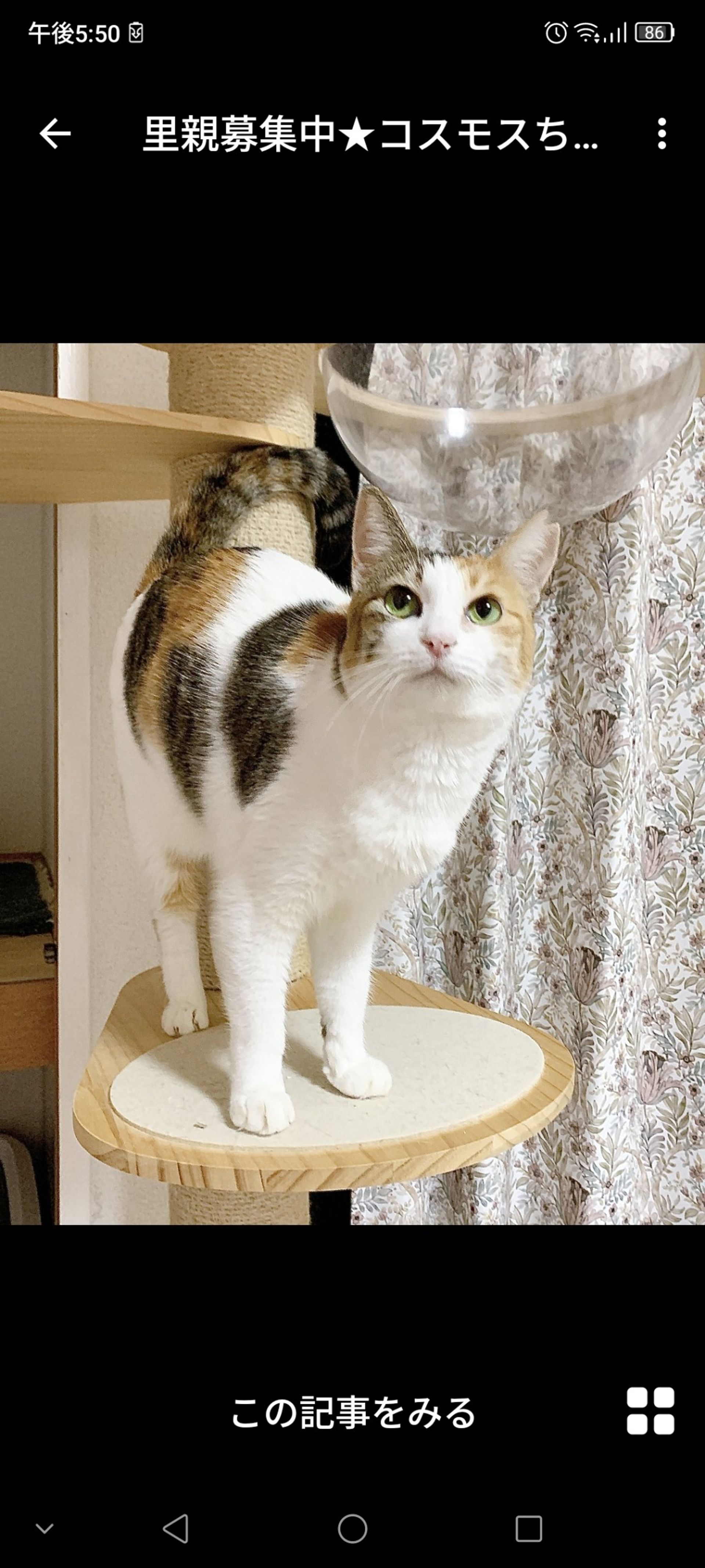 日本猫・メスの里親募集の写真