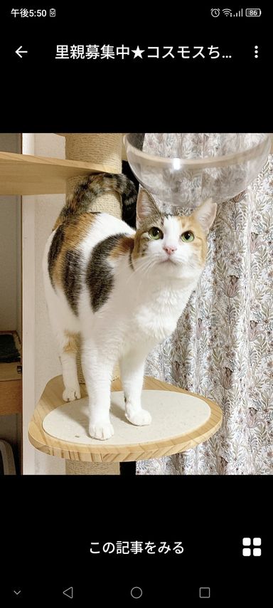 コスモスちゃん