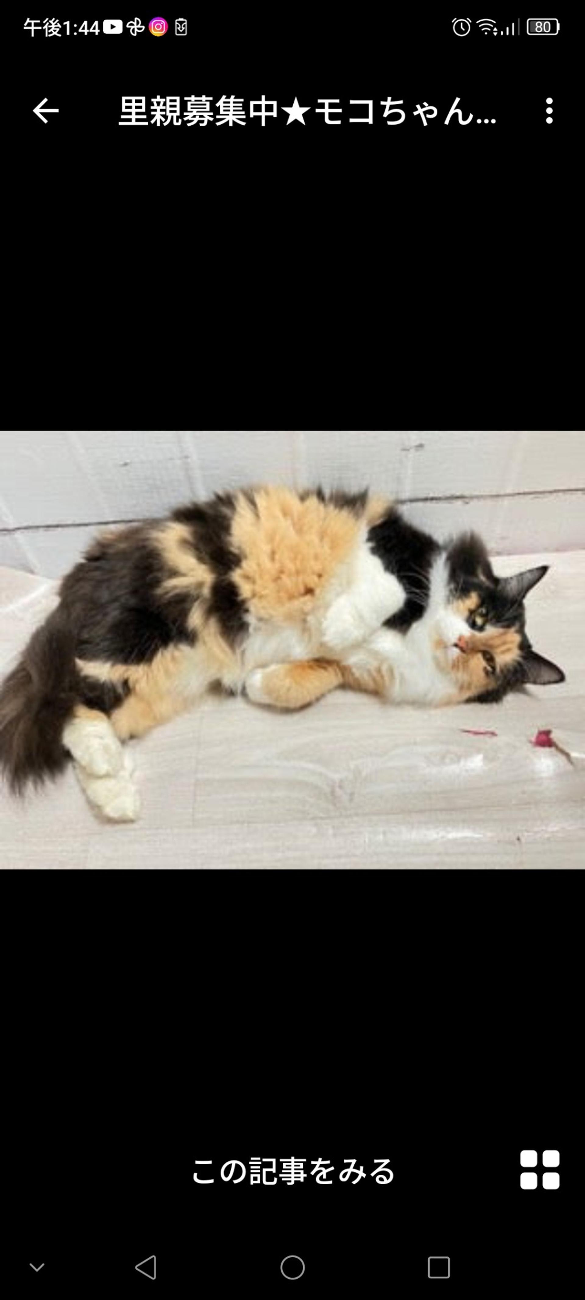 pet-image-2