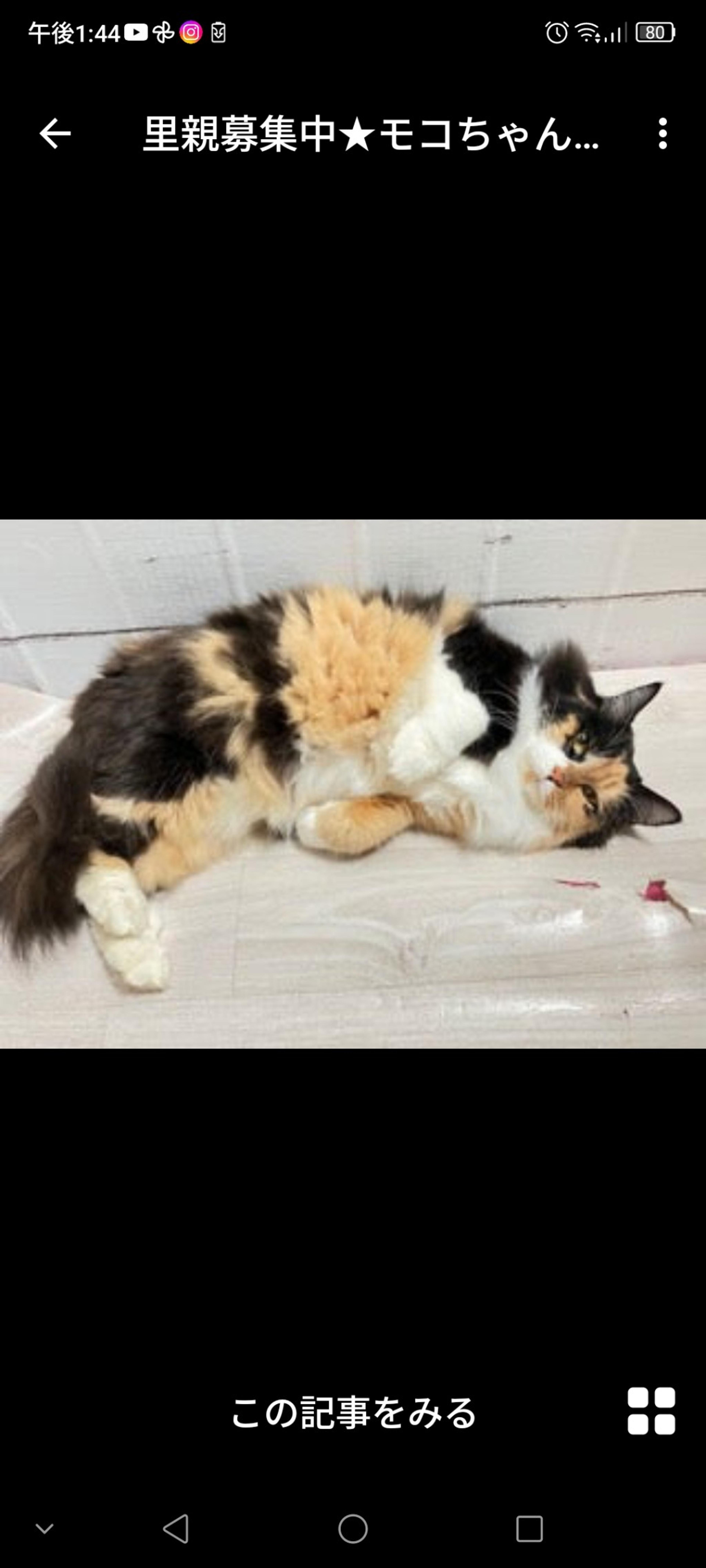 pet-image-2