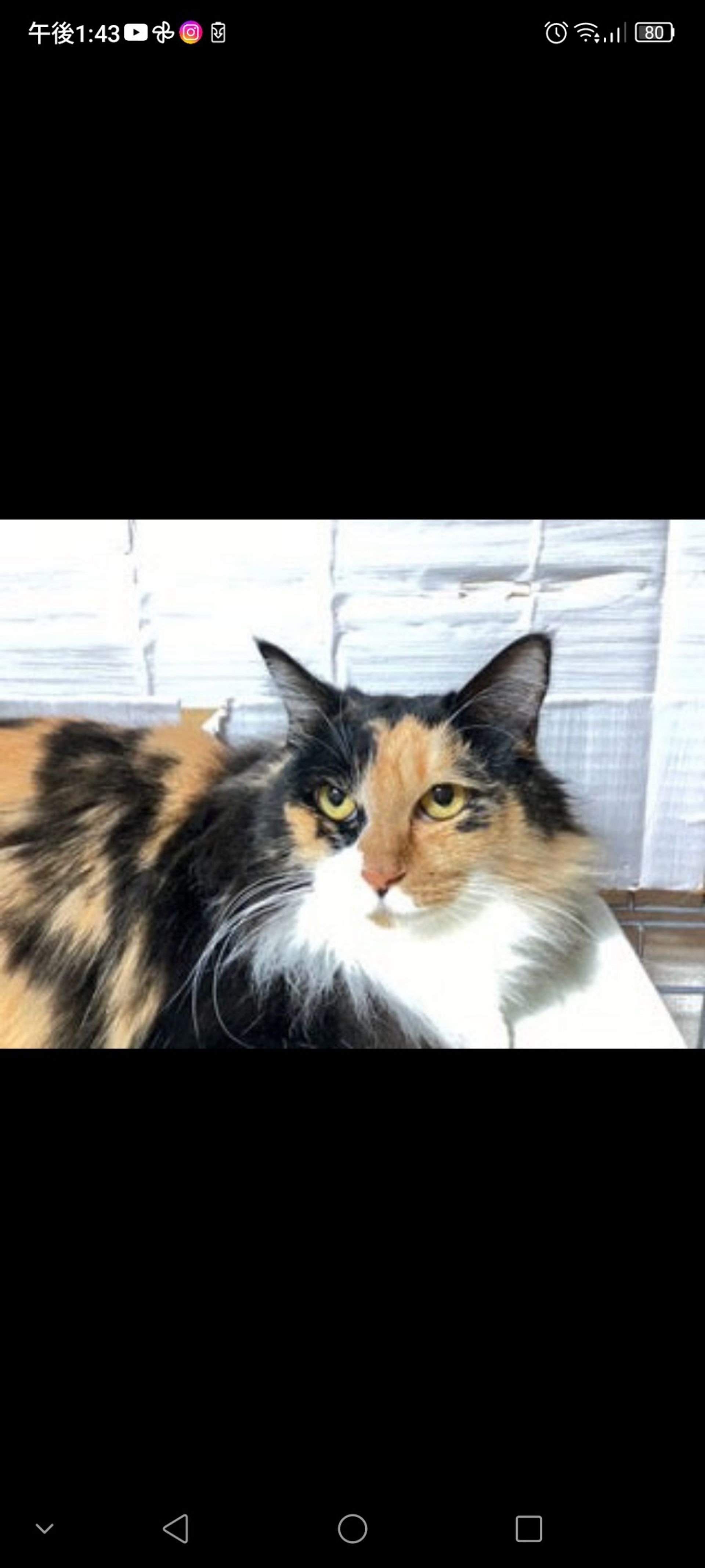 日本猫・メスの里親募集の写真
