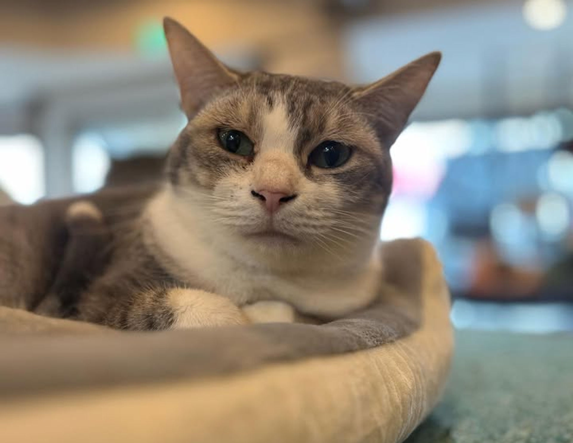 雑種（ミックス猫）・オスの里親募集の写真