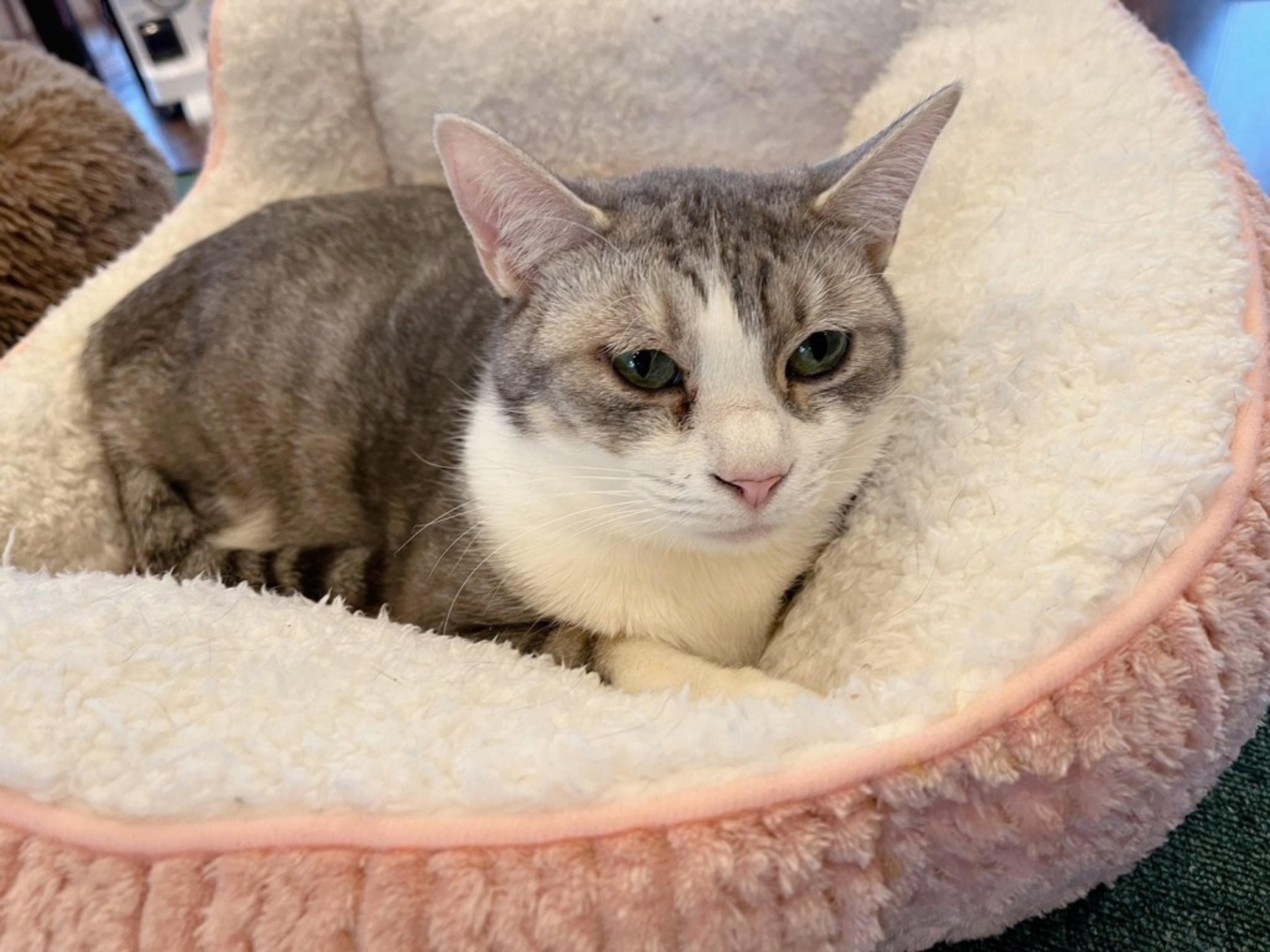 pet-image-3