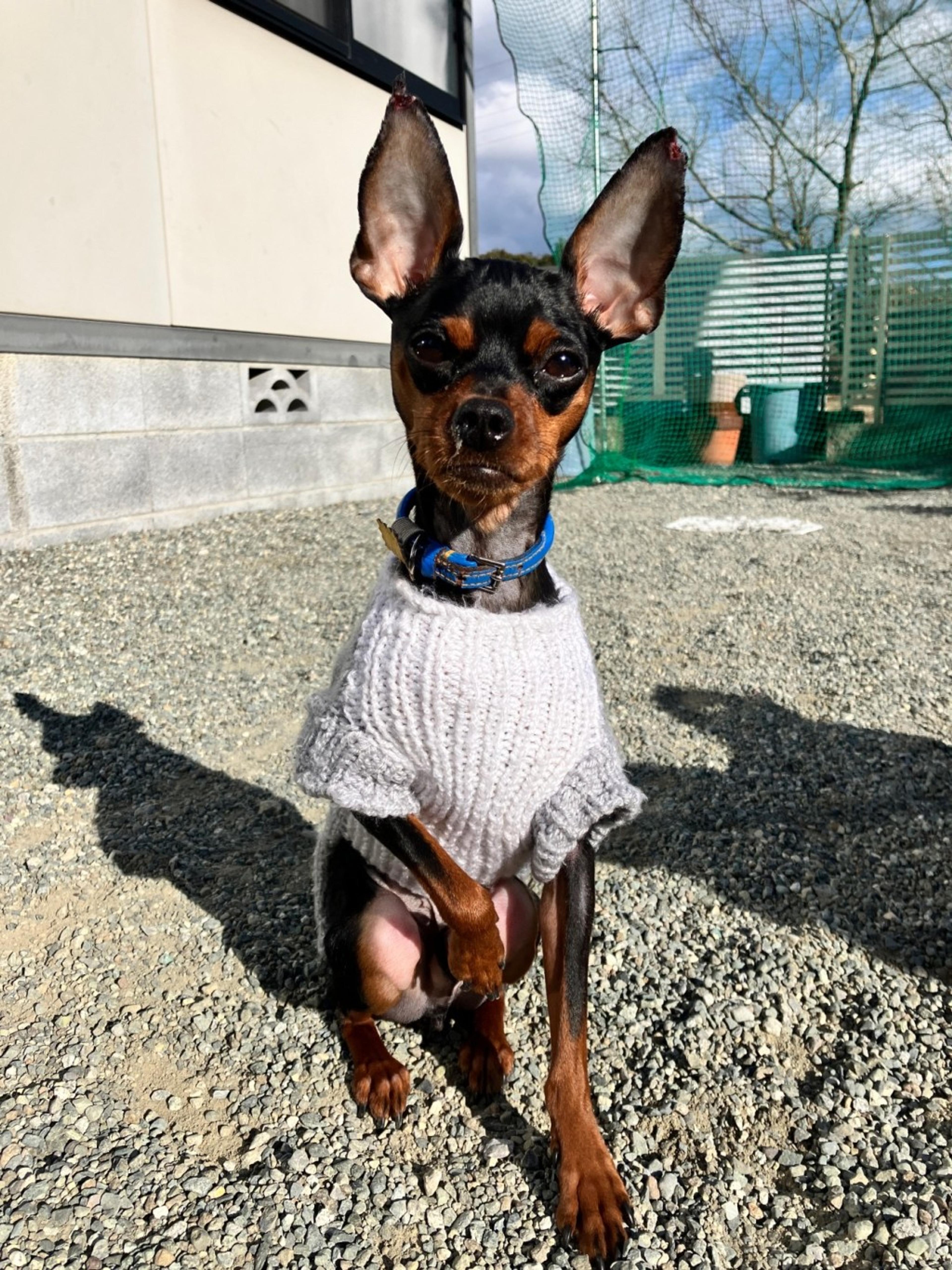 pet-image-2
