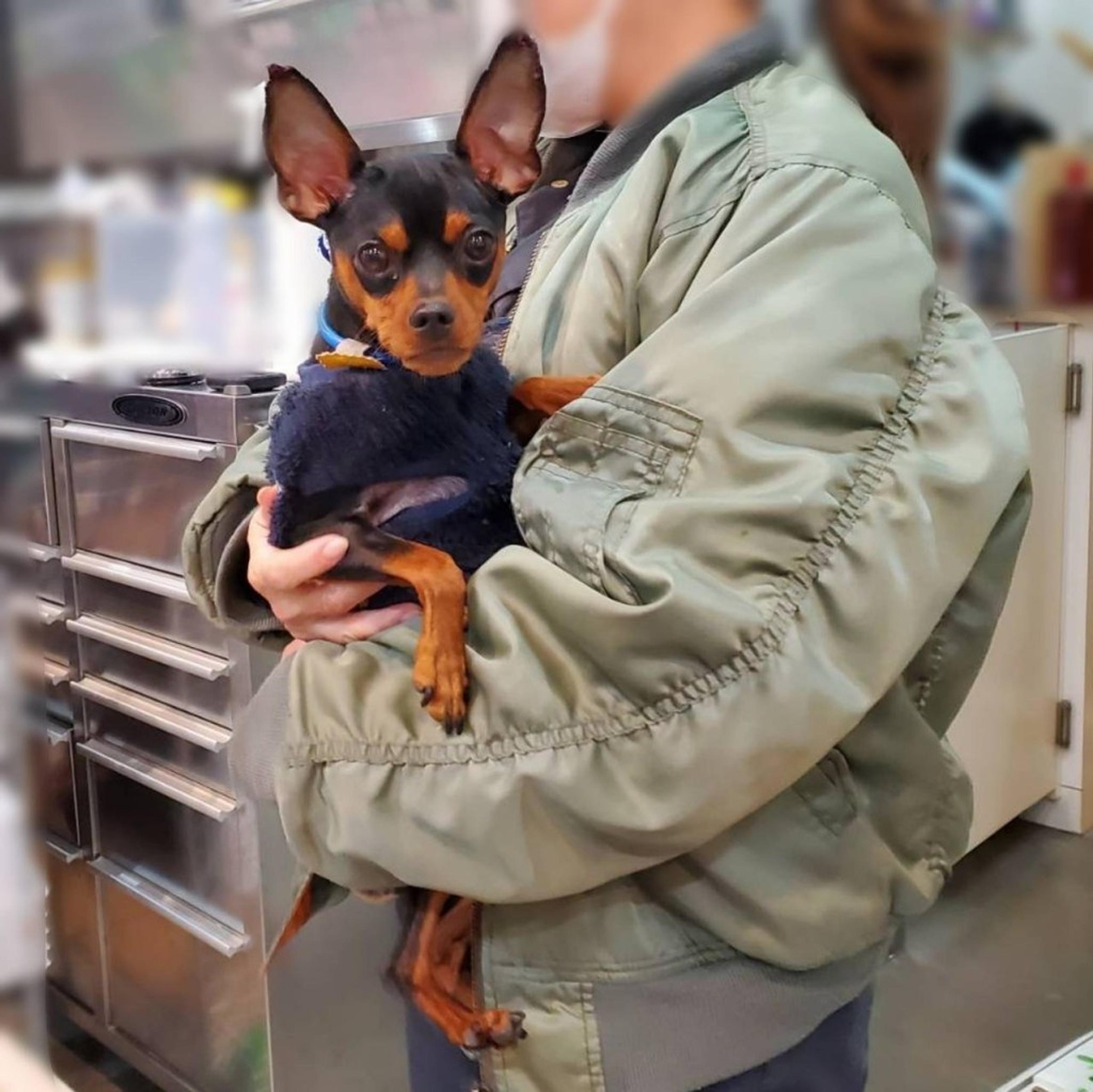 pet-image-3