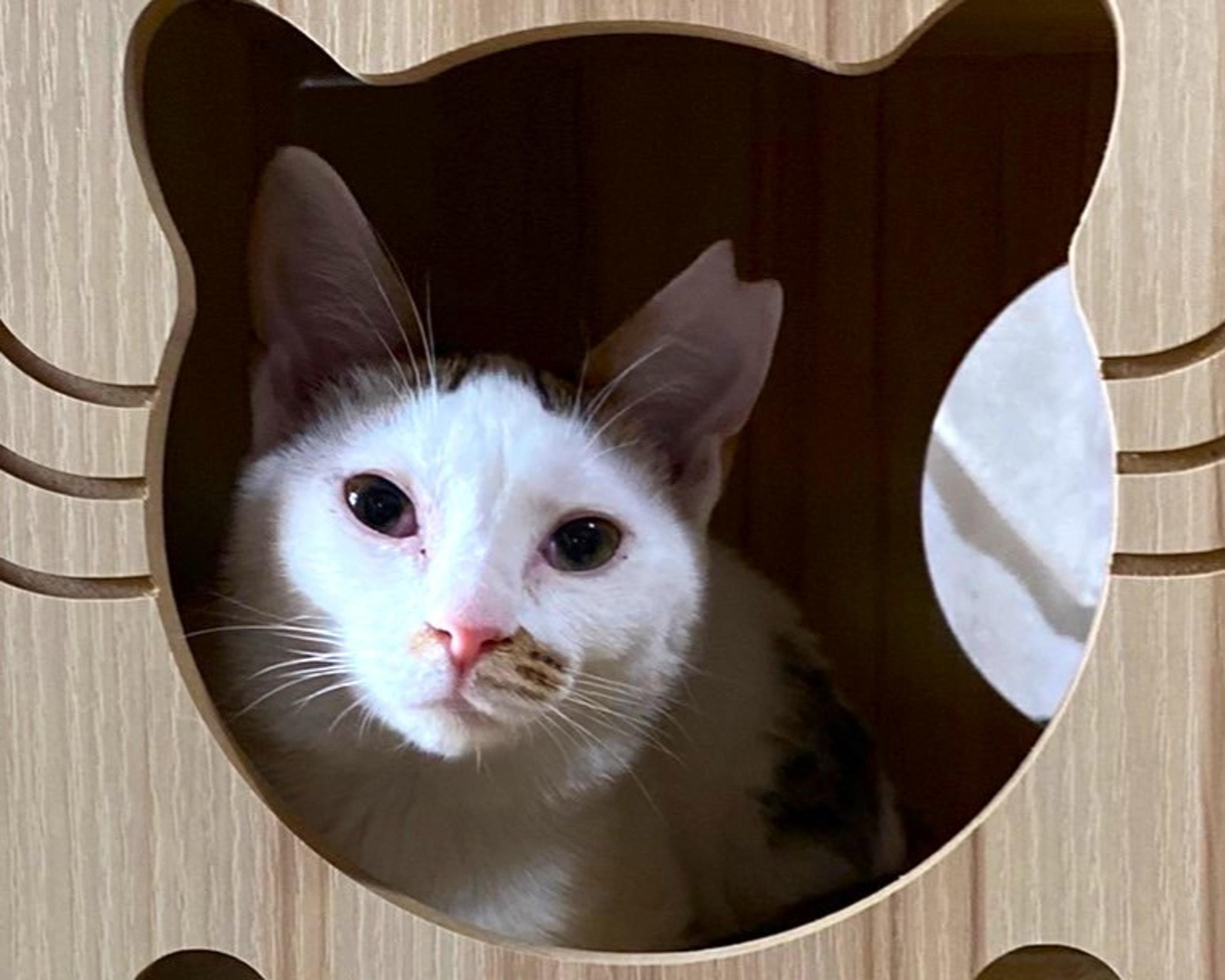 pet-image-2