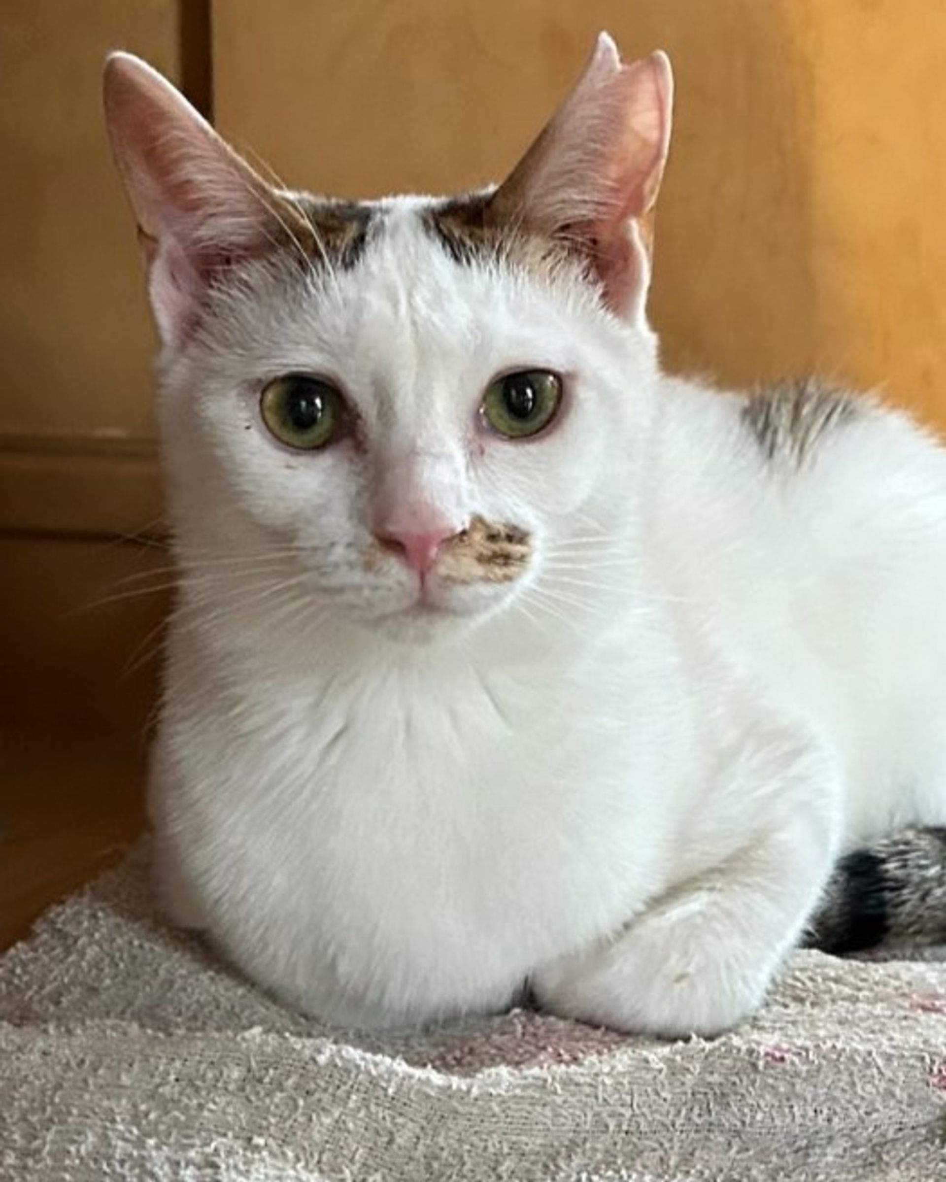 雑種（ミックス猫）・メスの里親募集の写真