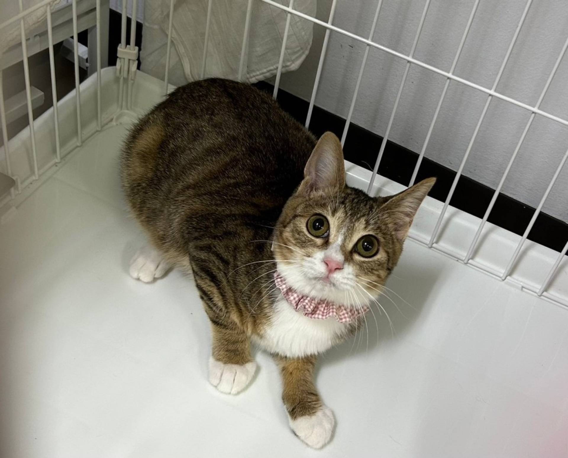 雑種（ミックス猫）・メスの里親募集の写真