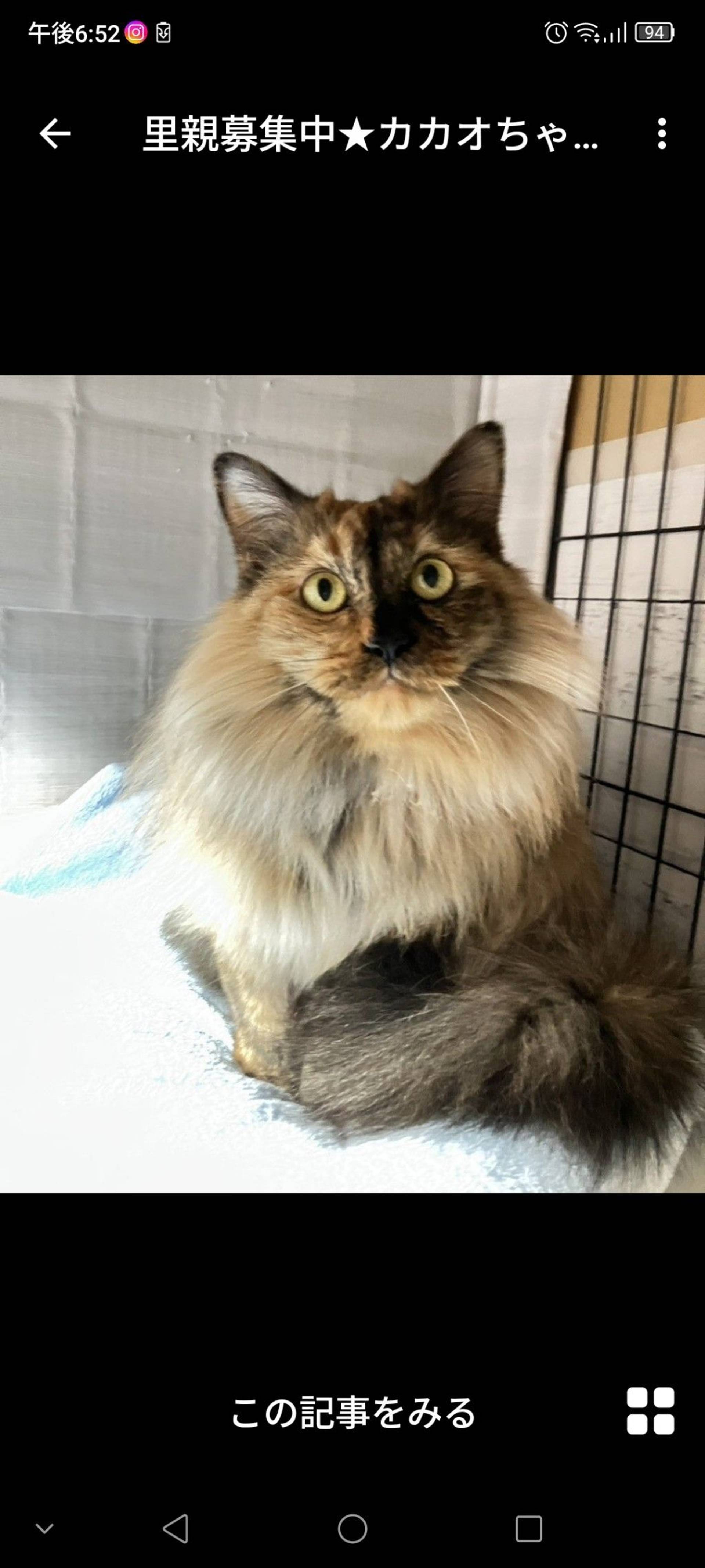 雑種（ミックス猫）・メスの里親募集の写真