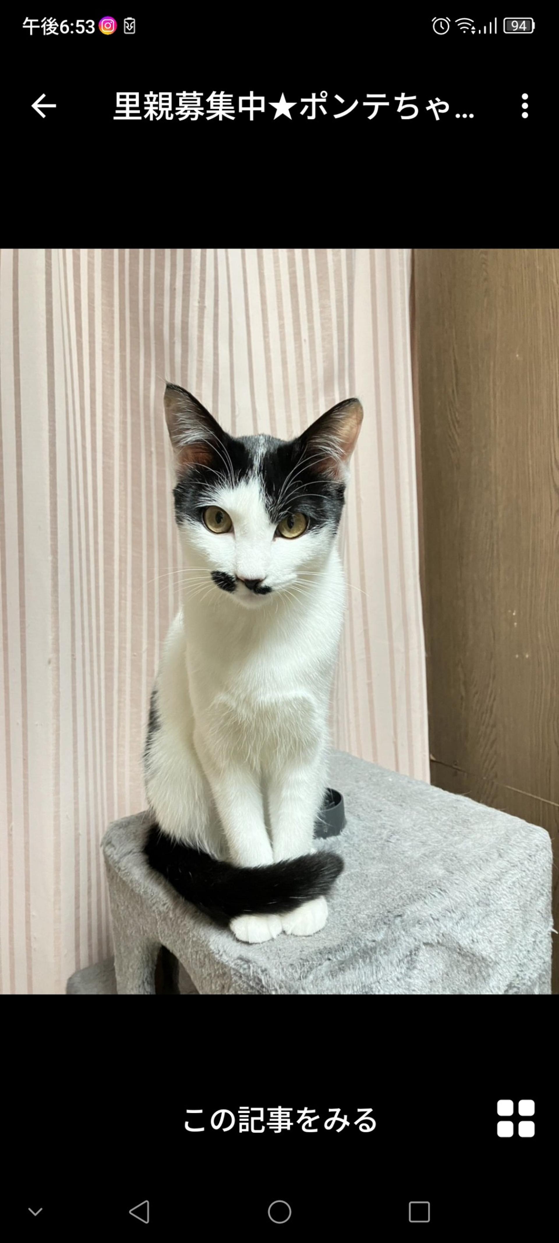 pet-image-2