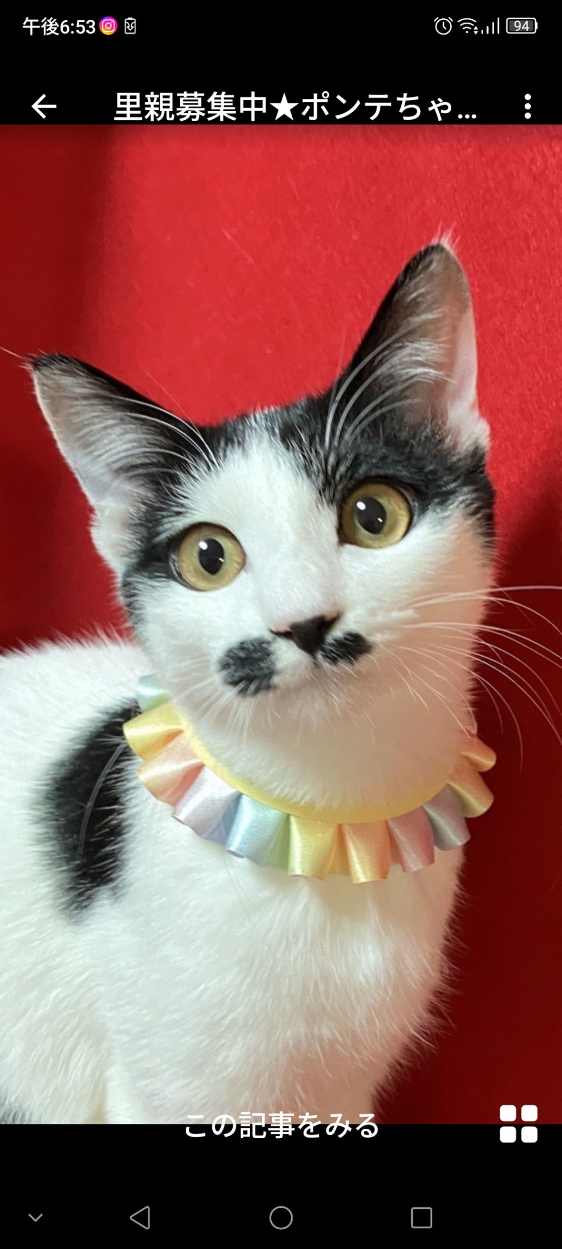 雑種（ミックス猫）・メスの里親募集の写真