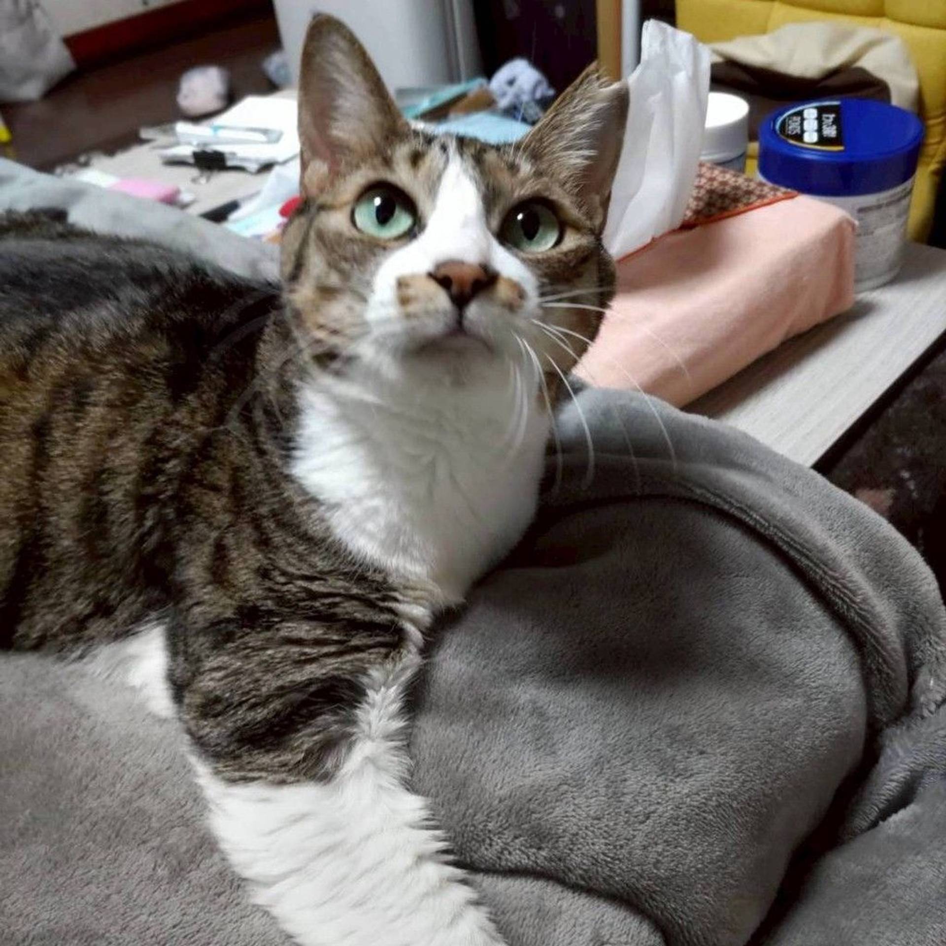 雑種（ミックス猫）・メスの里親募集の写真
