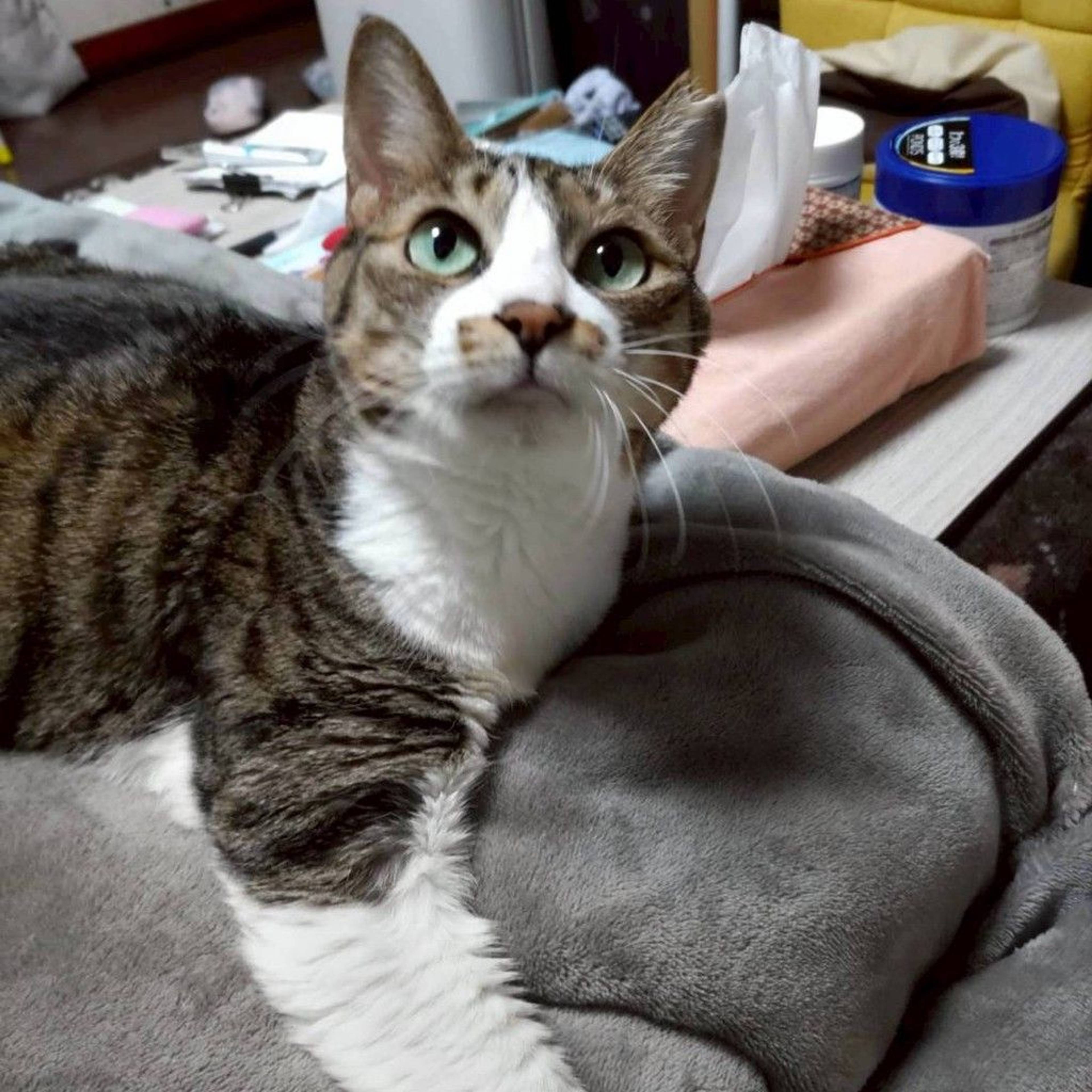 雑種（ミックス猫）・メスの里親募集の写真