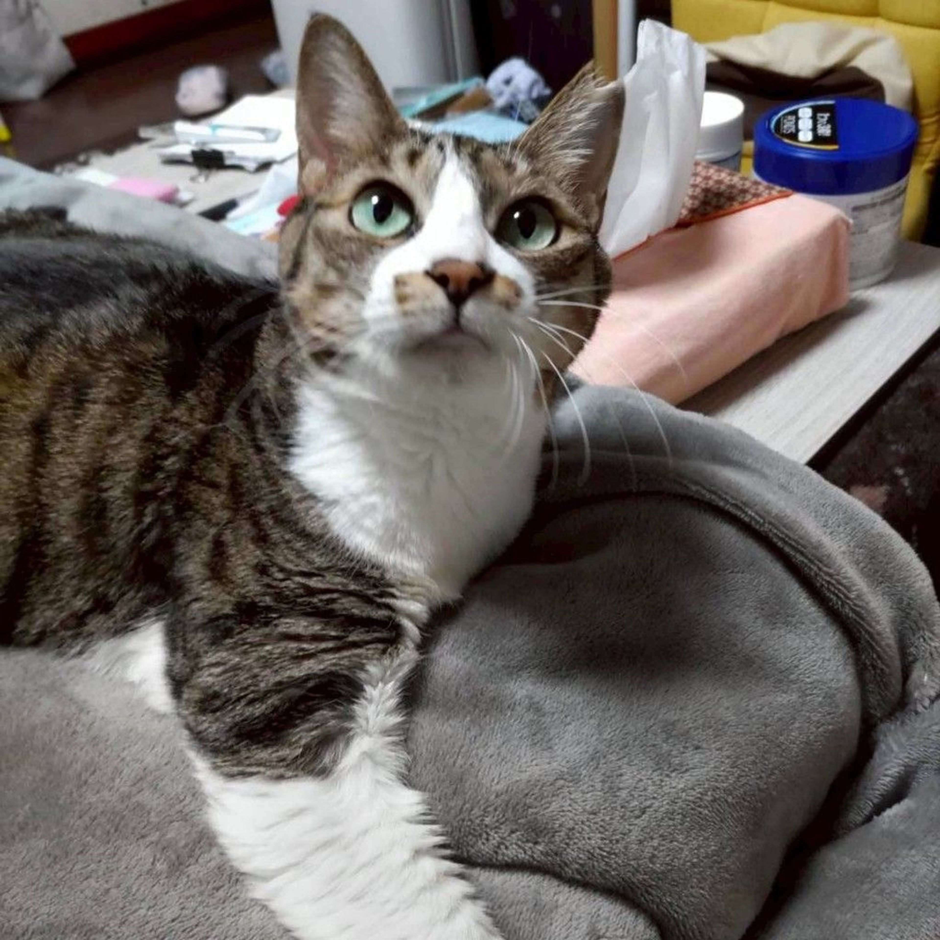 雑種（ミックス猫）・メスの里親募集の写真