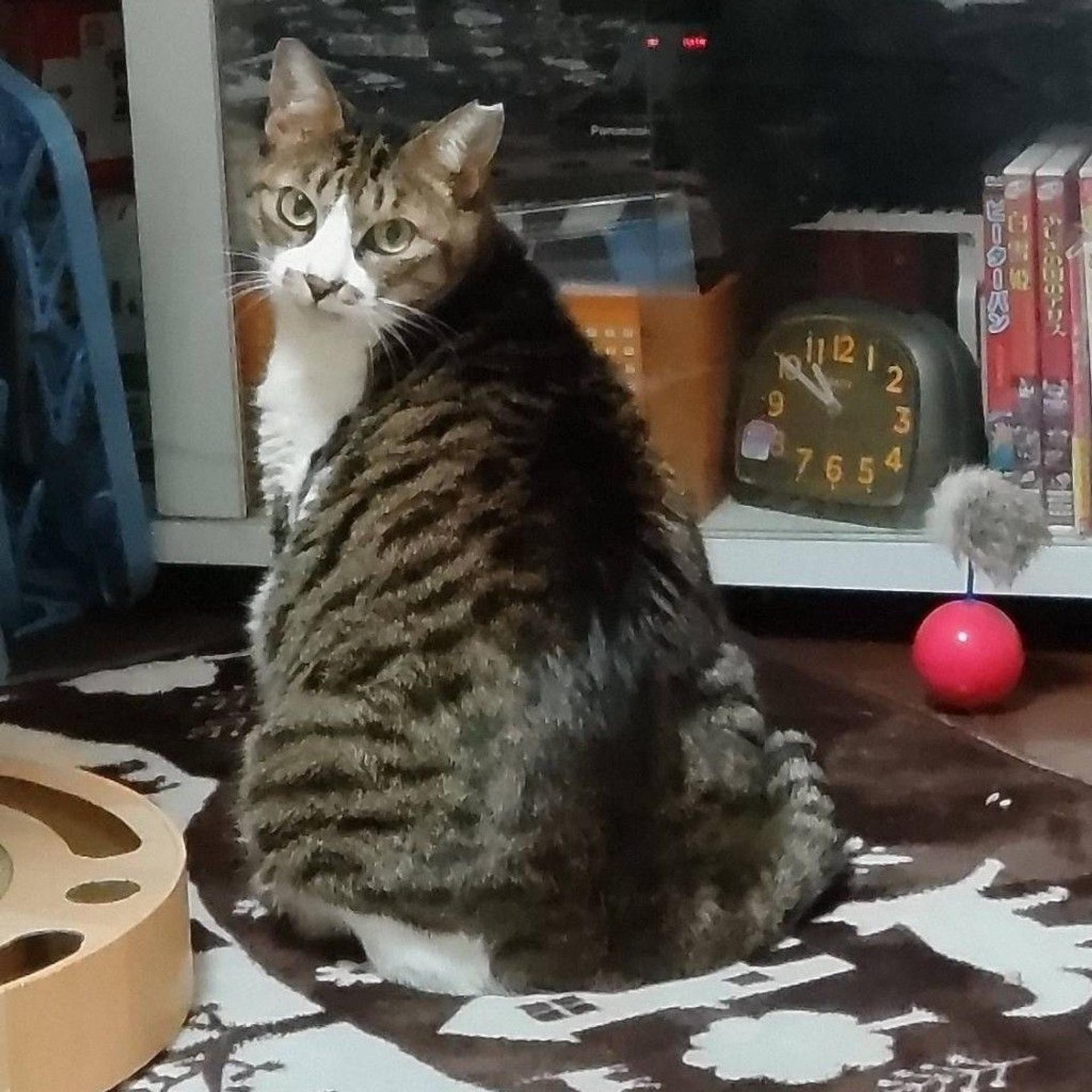pet-image-2