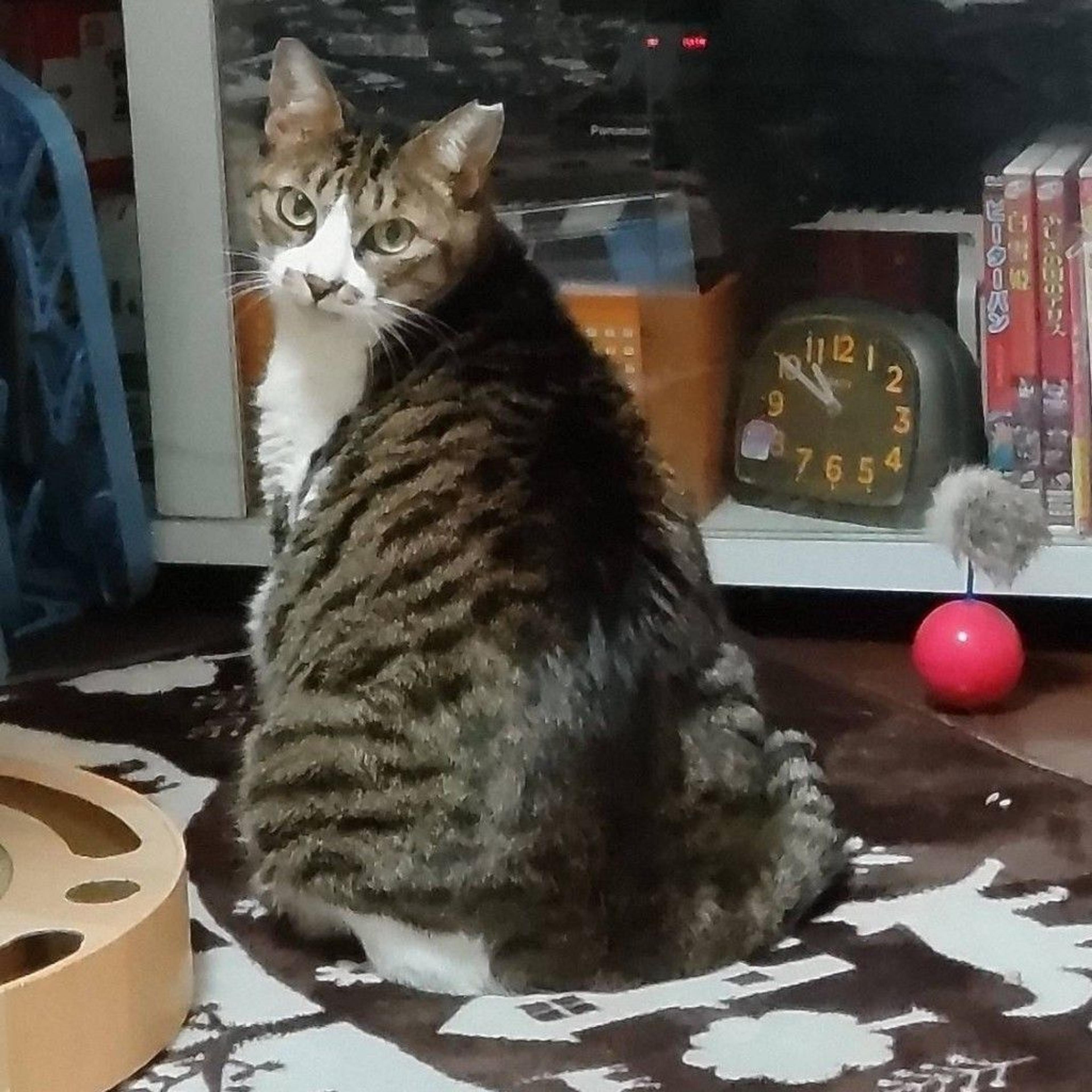 pet-image-2