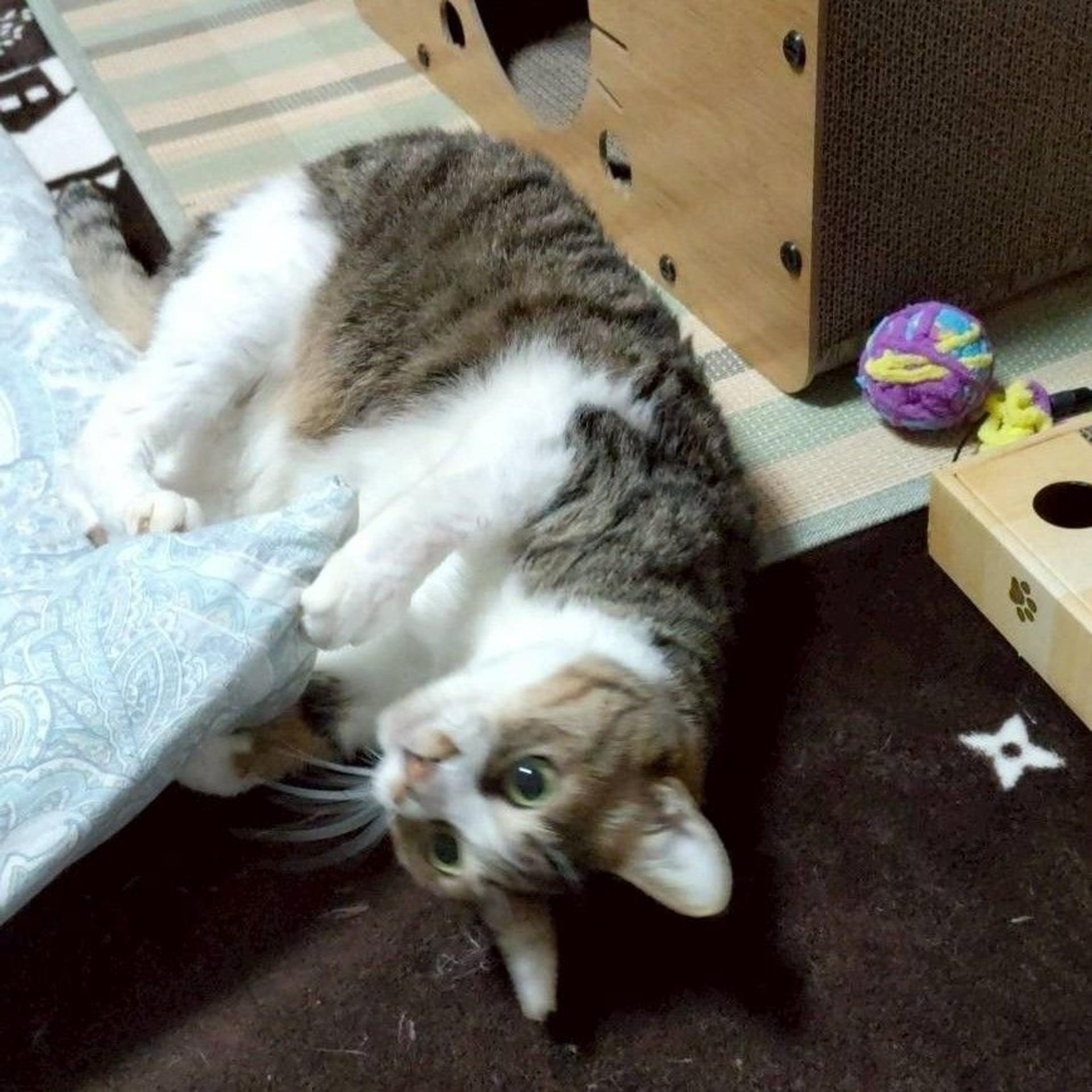 pet-image-3