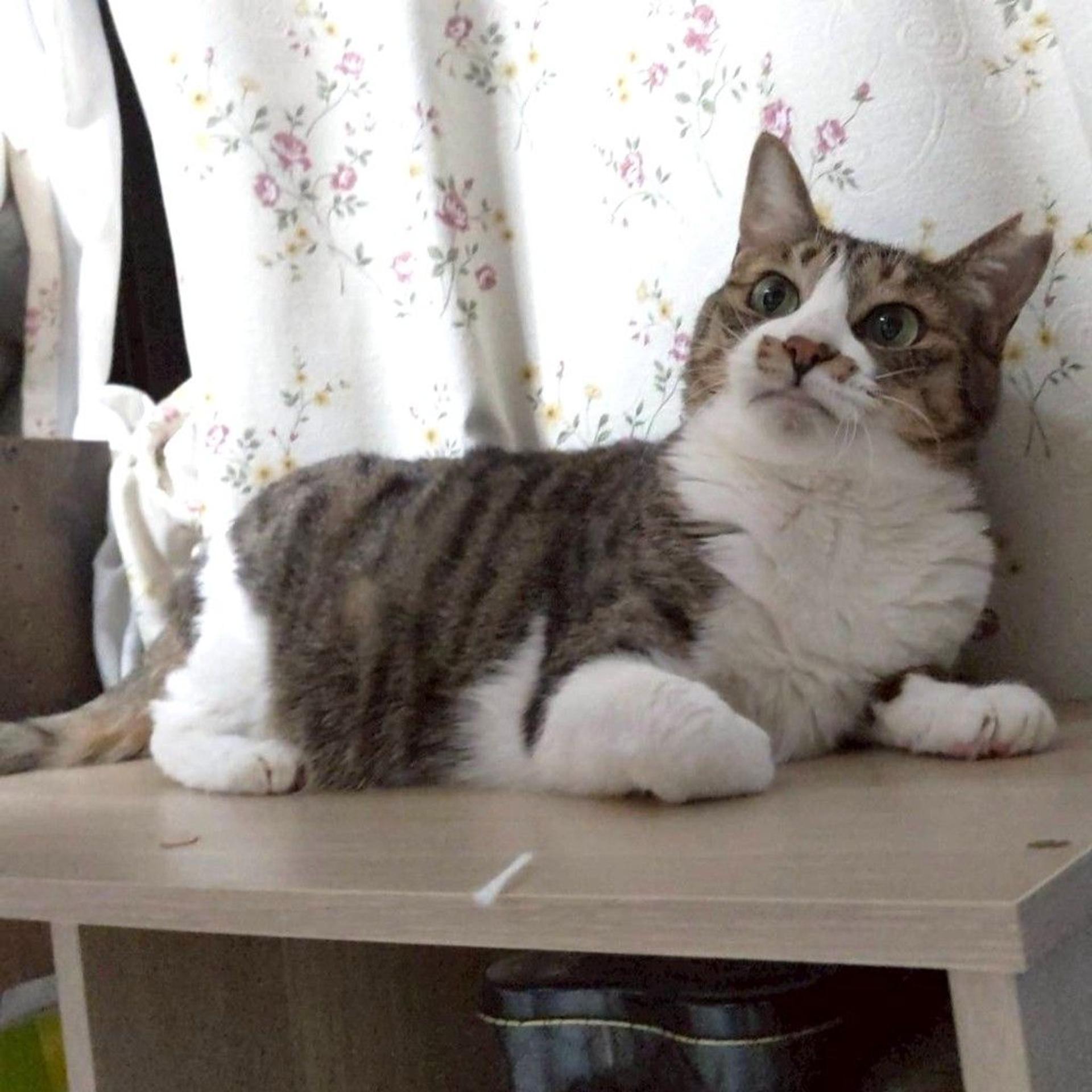 pet-image-4