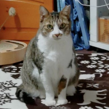 むぎ