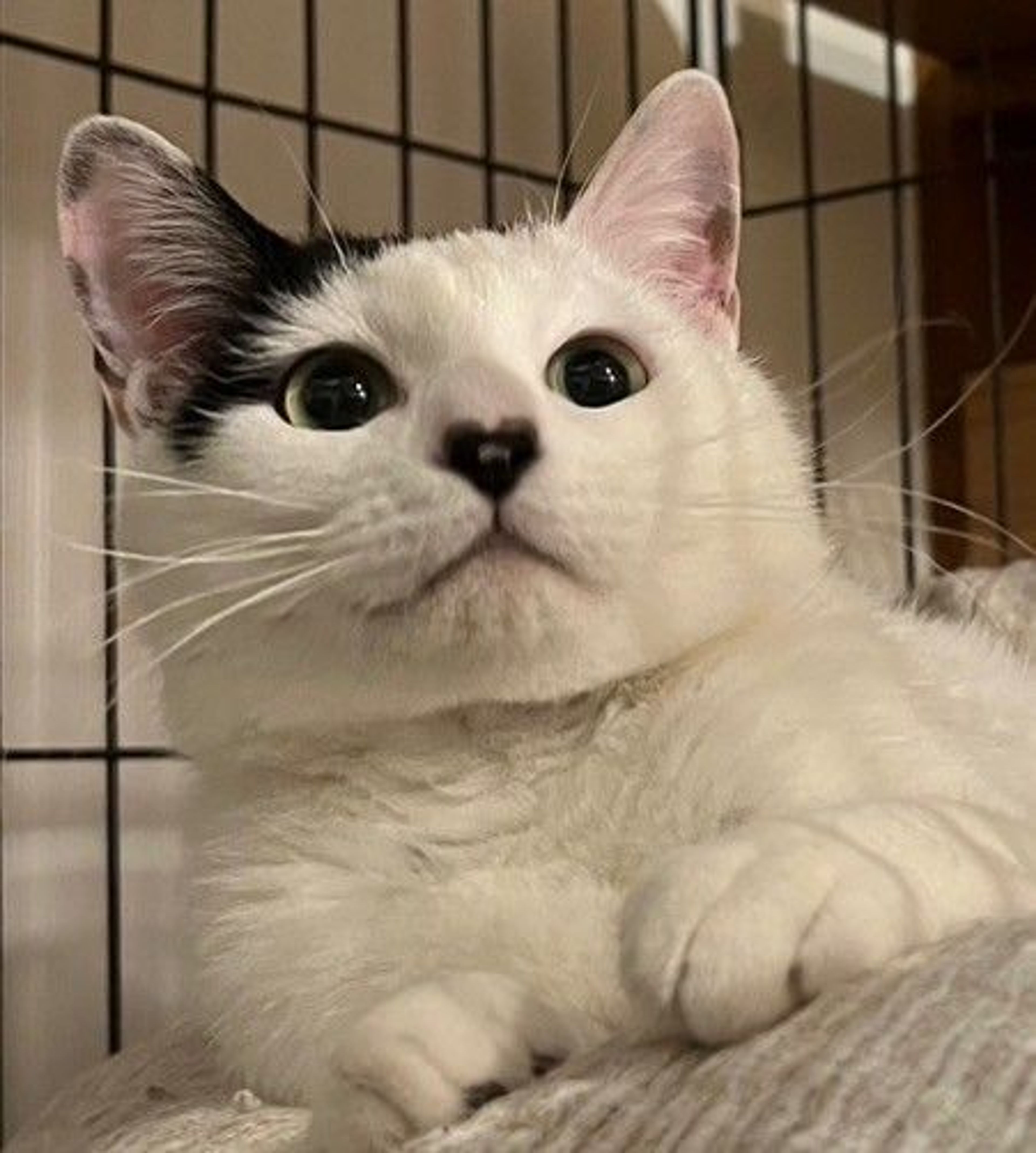 雑種（ミックス猫）・オスの里親募集の写真