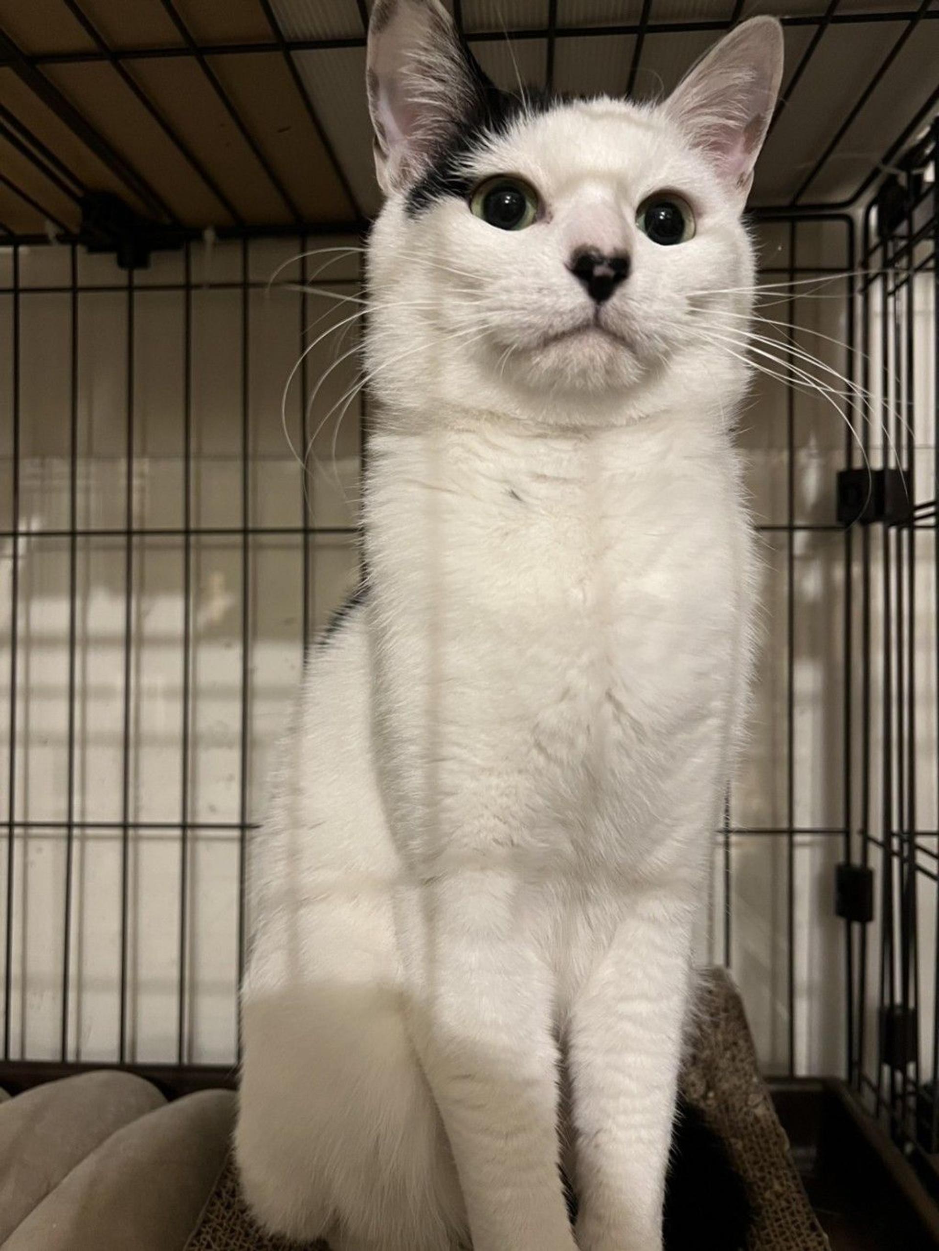 pet-image-3