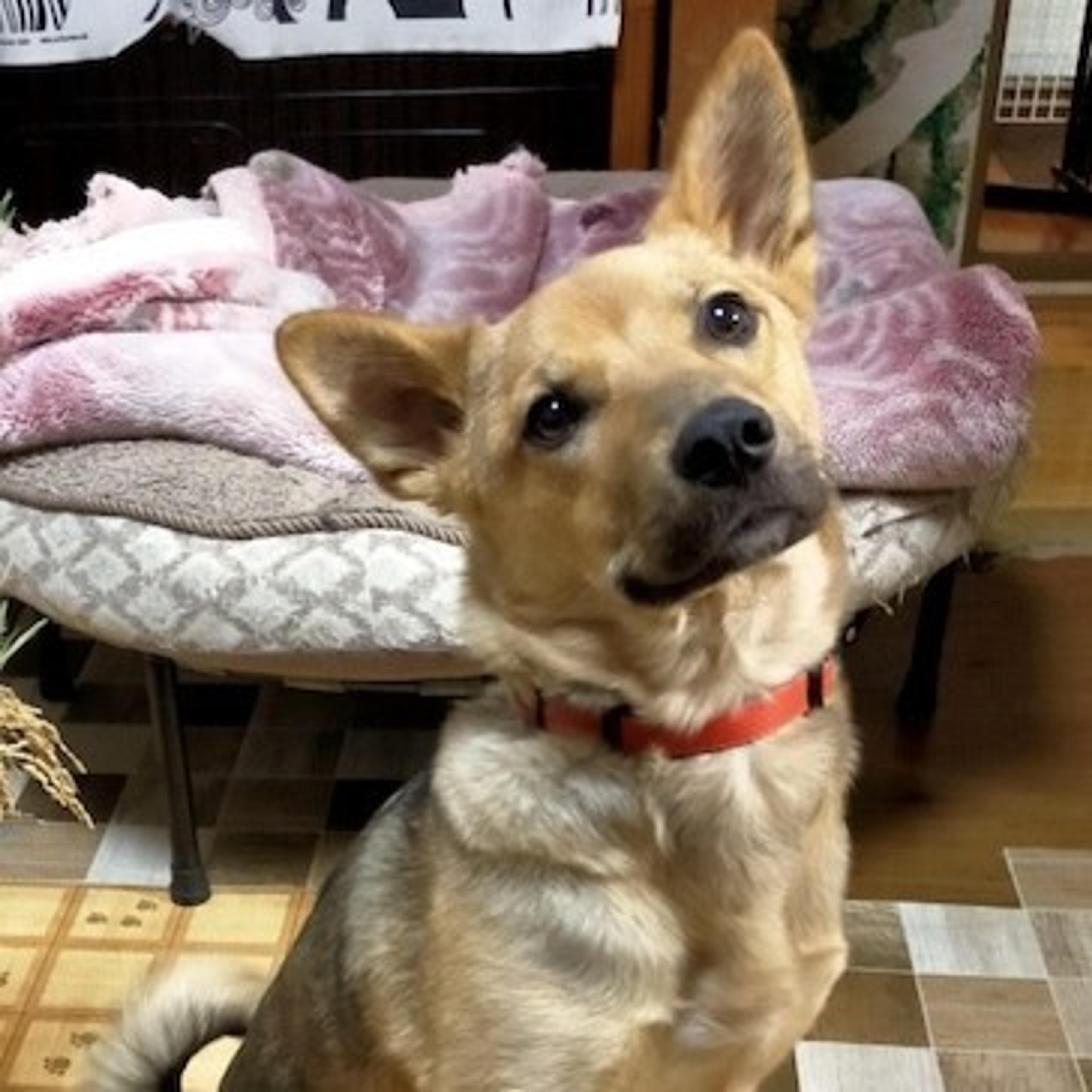 pet-image-4