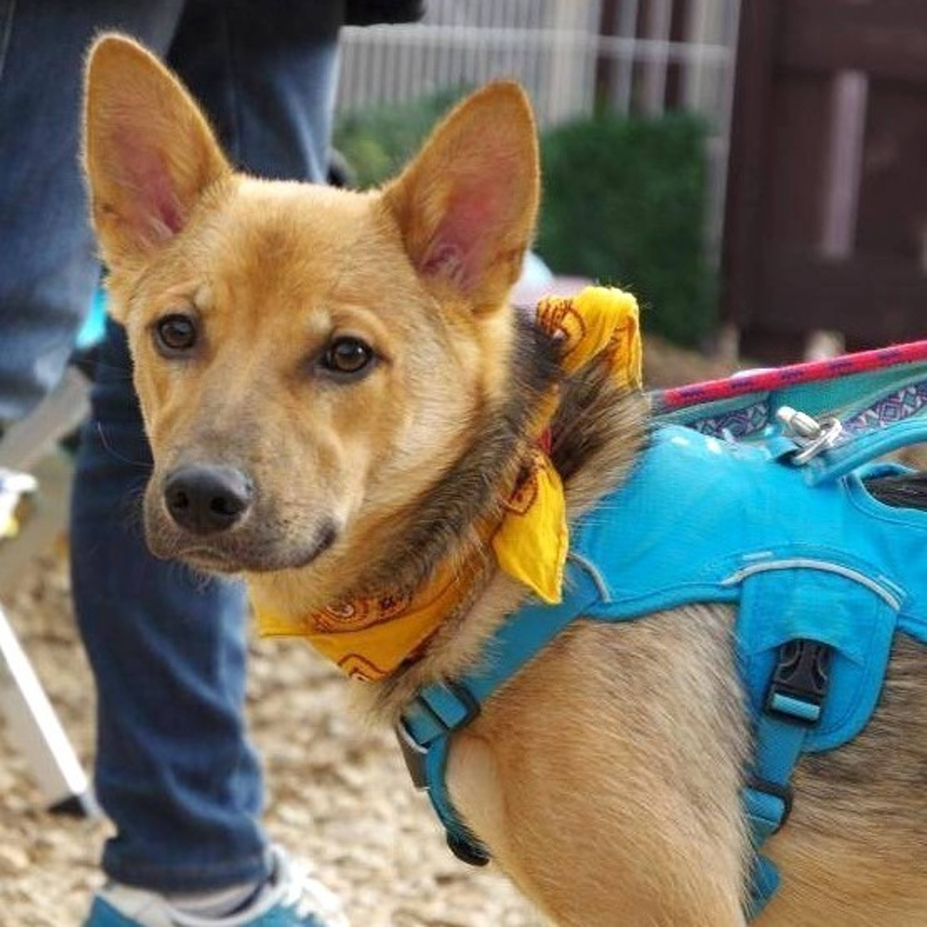 雑種（ミックス犬）・オスの里親募集の写真