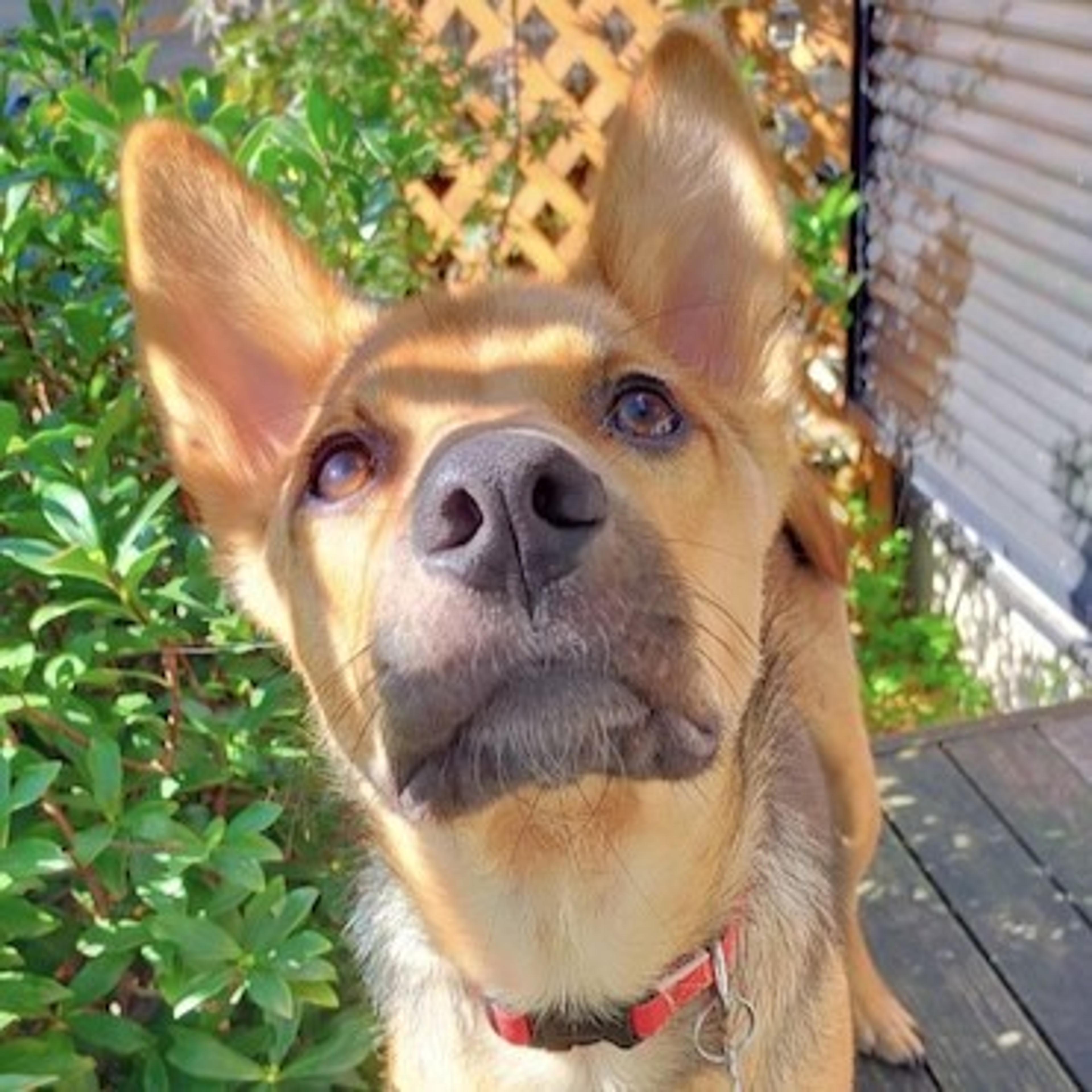 pet-image-2