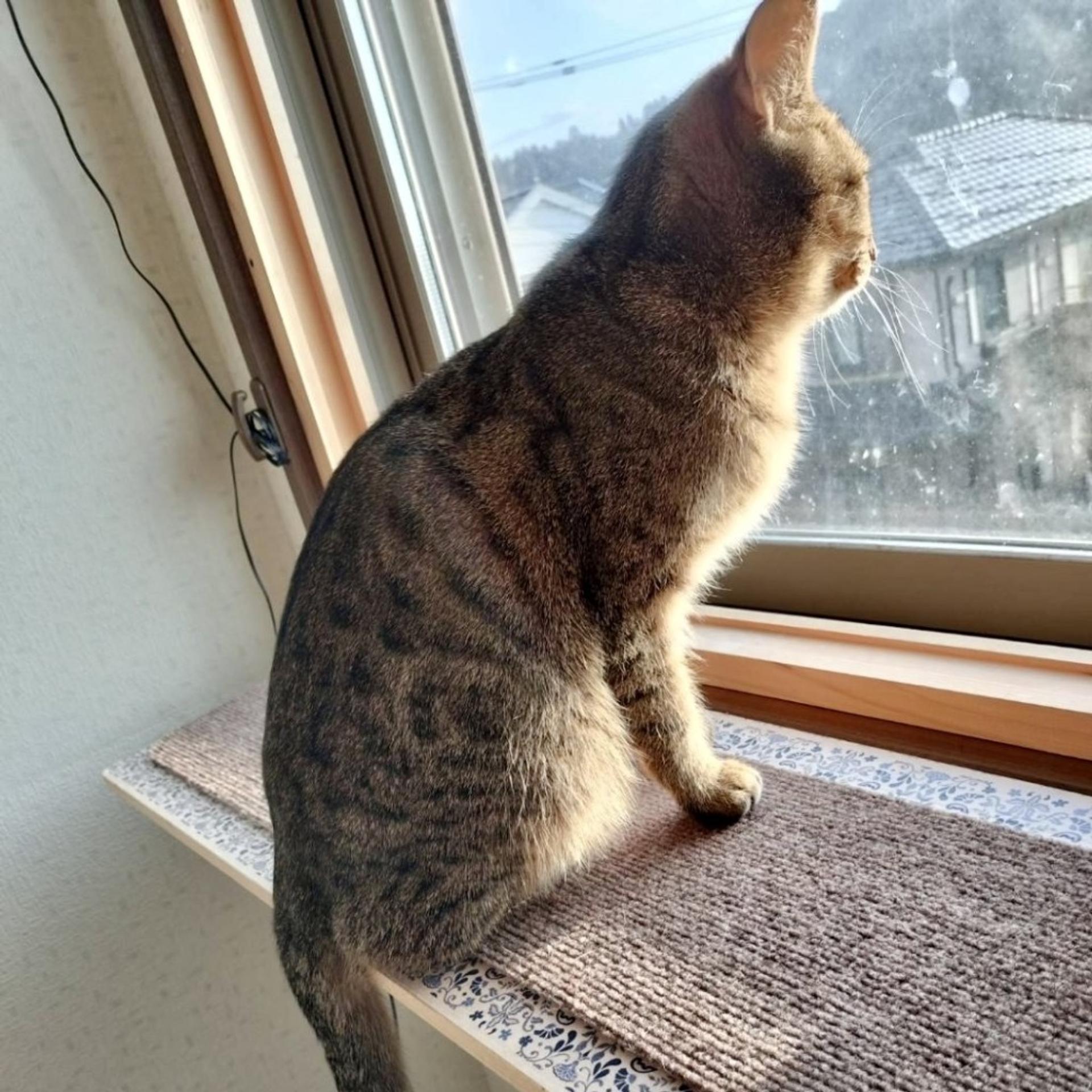 pet-image-5