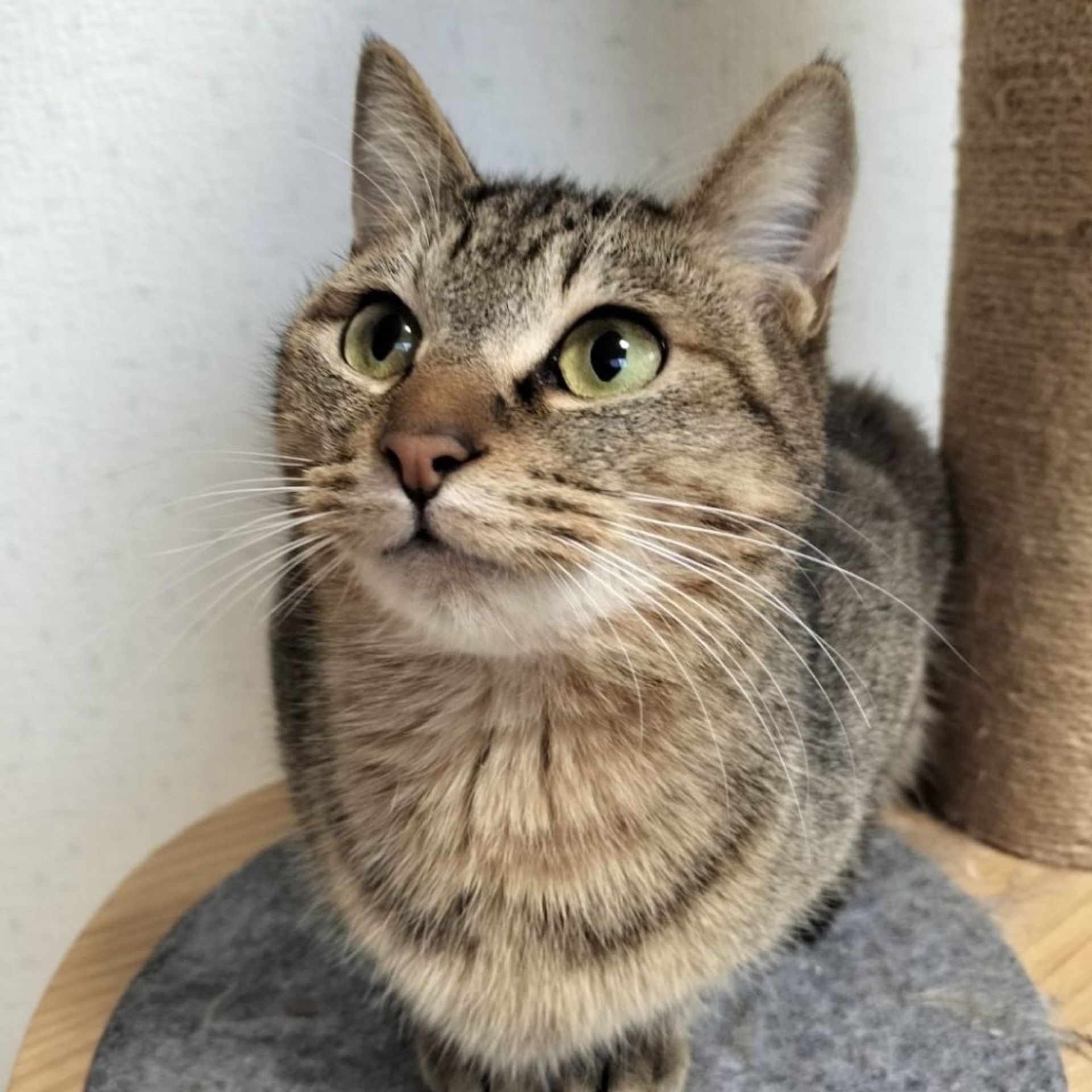 雑種（ミックス猫）・オスの里親募集の写真