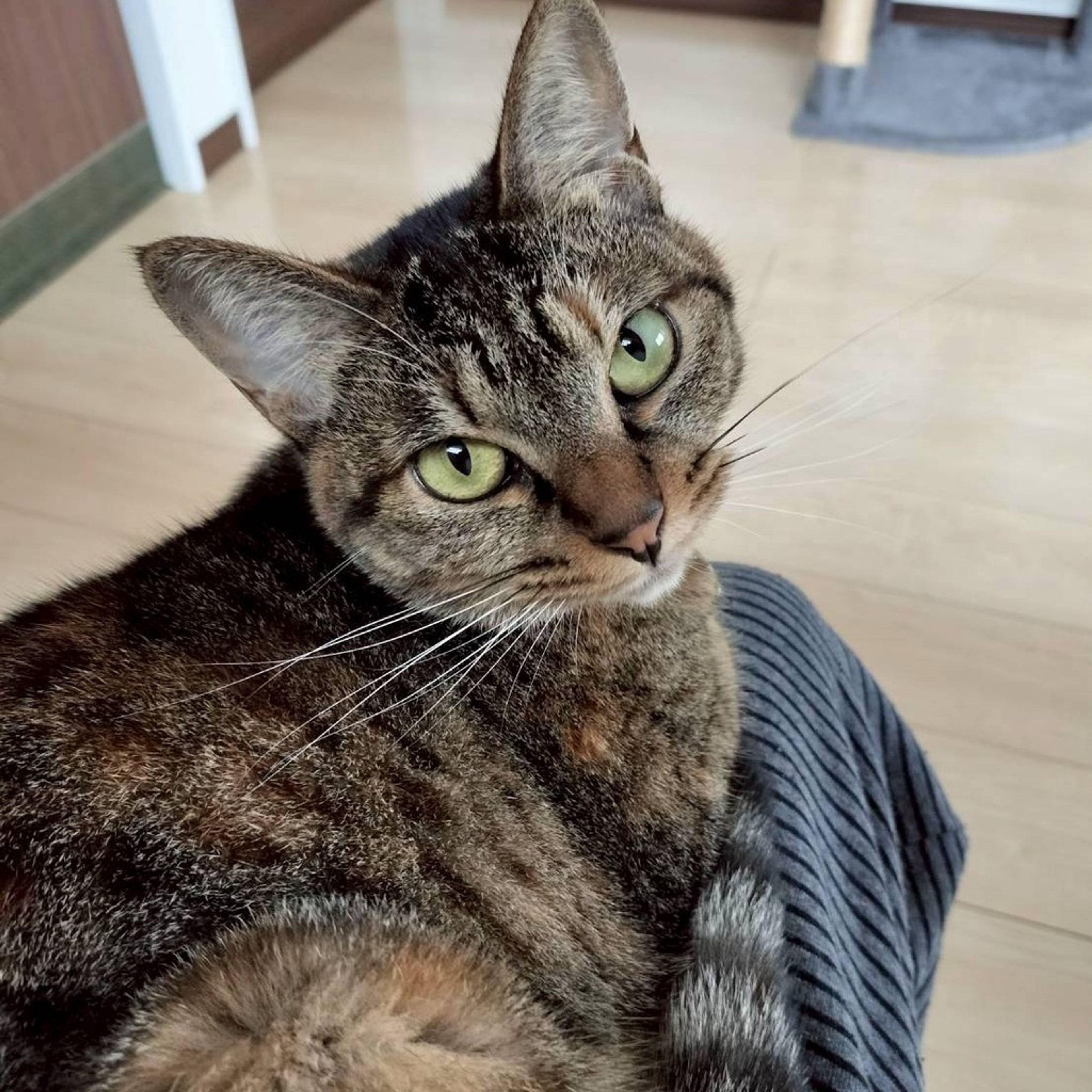 雑種（ミックス猫）・メスの里親募集の写真