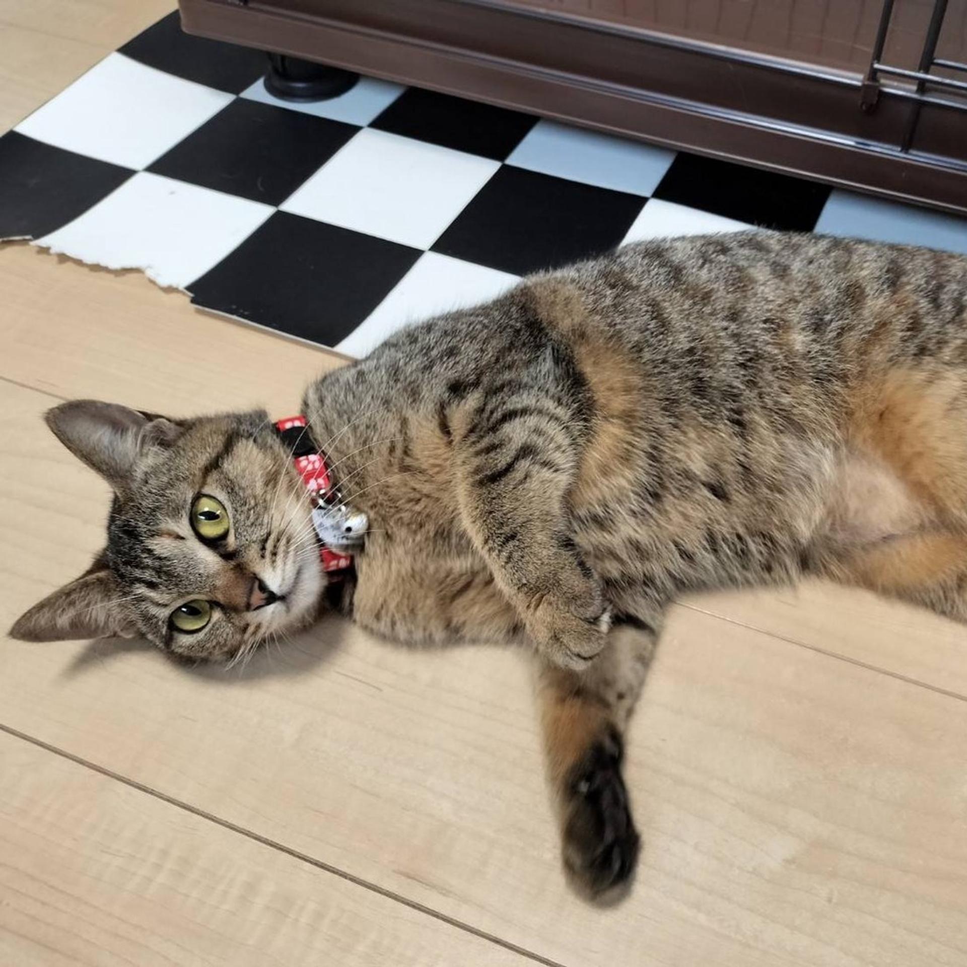 pet-image-3