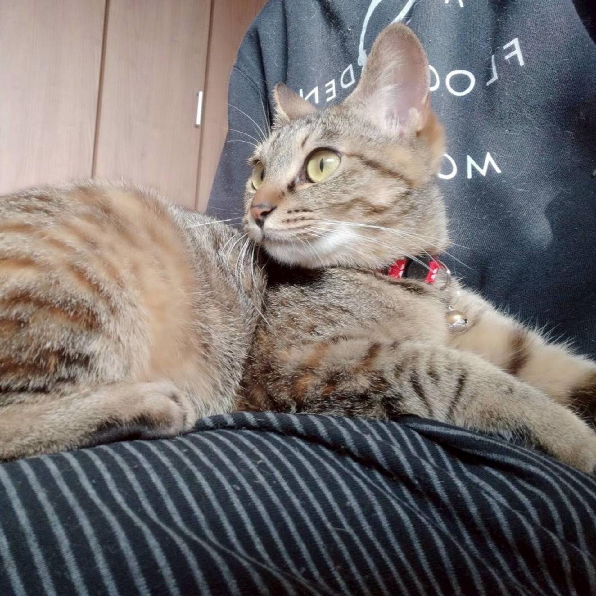 pet-image-4