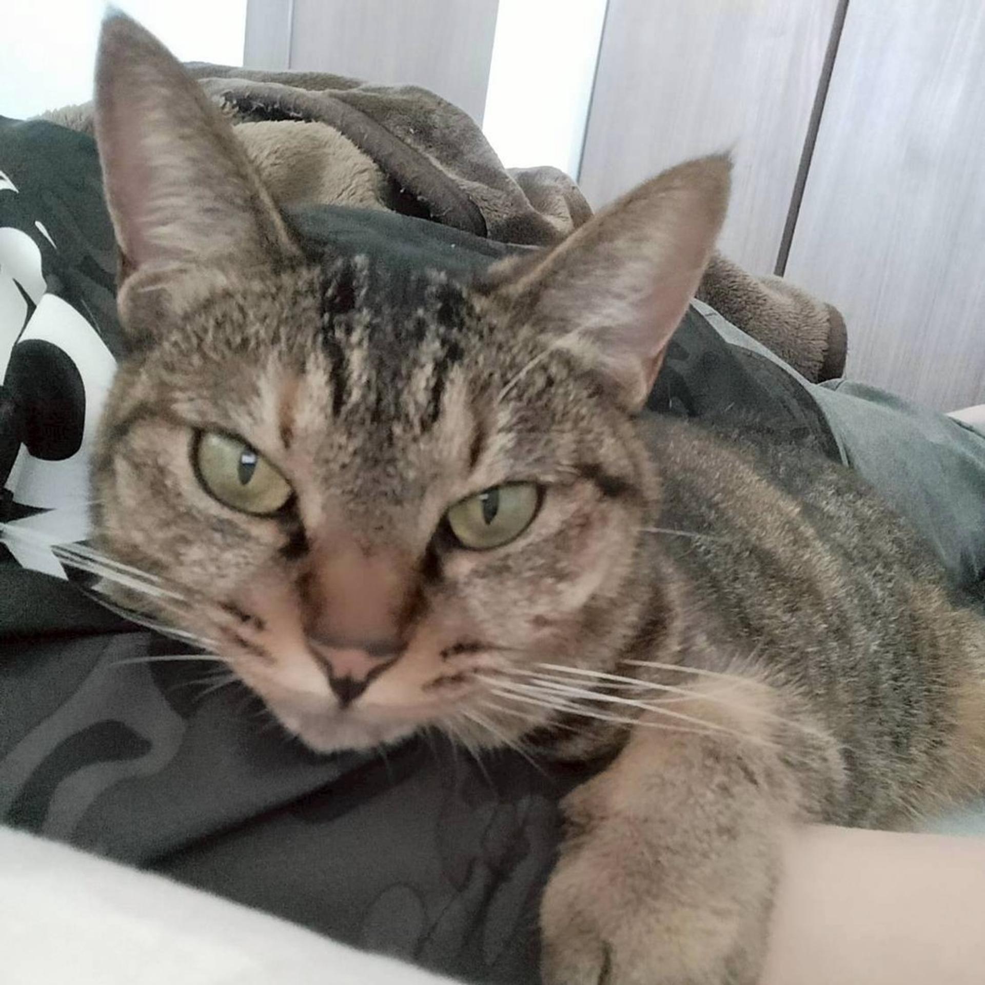 pet-image-6