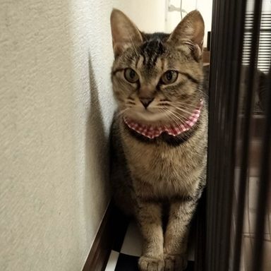リボン