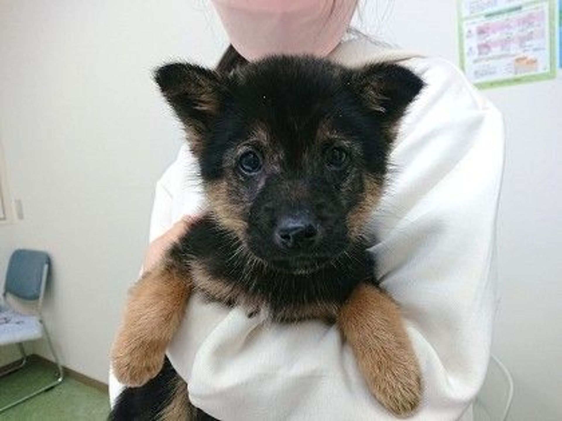 雑種（ミックス犬）・メスの里親募集の写真