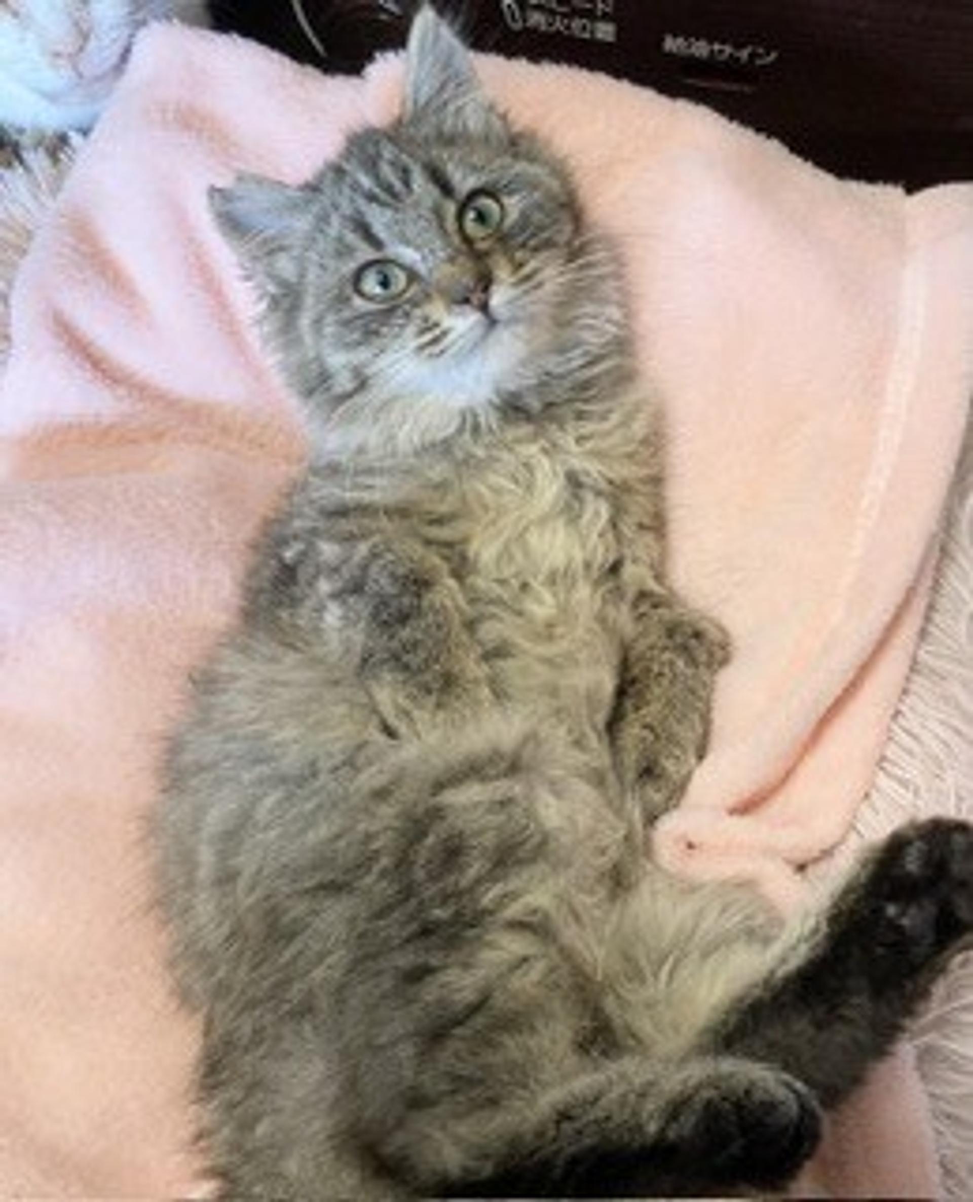 pet-image-7