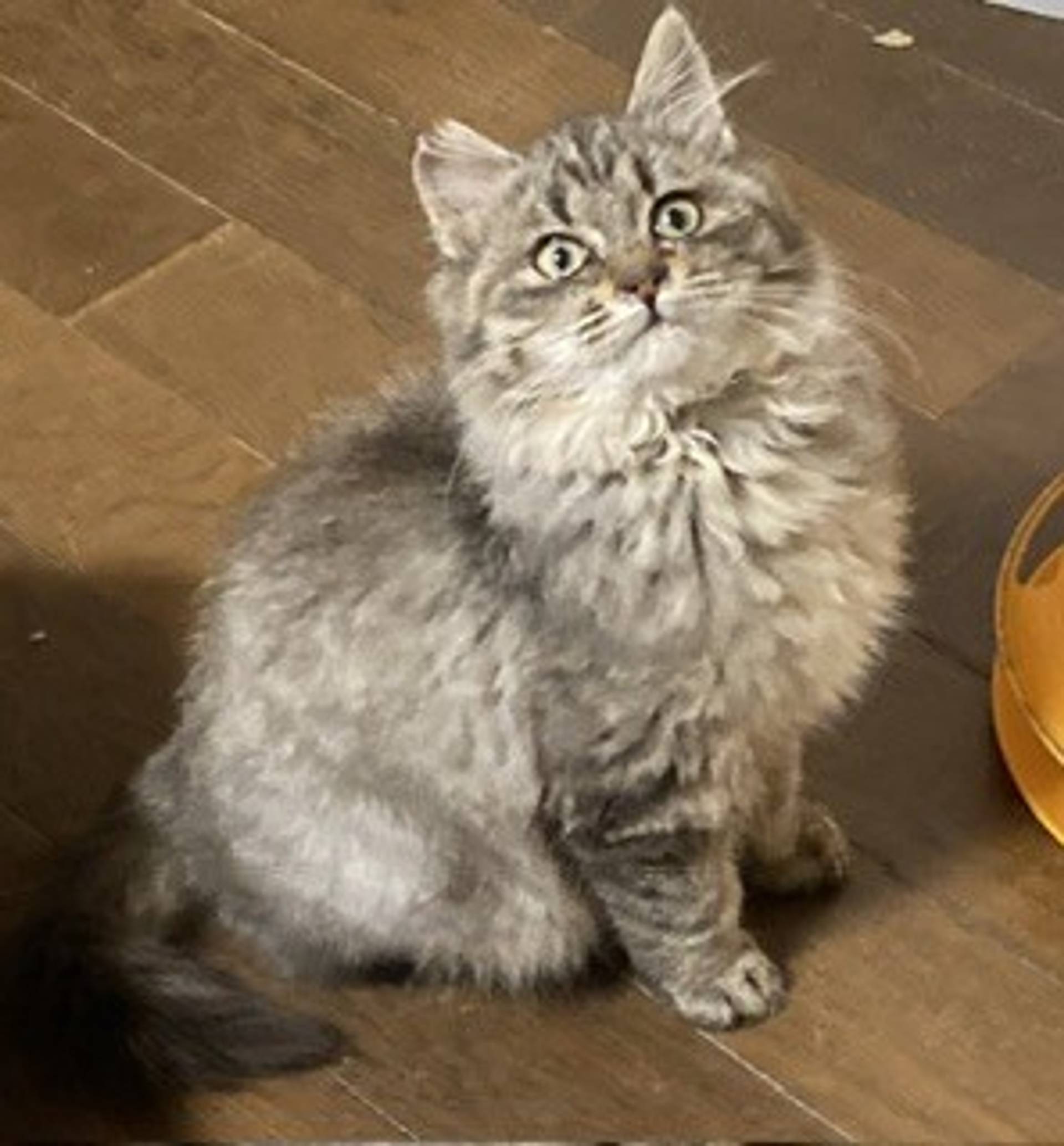 雑種（ミックス猫）・オスの里親募集の写真