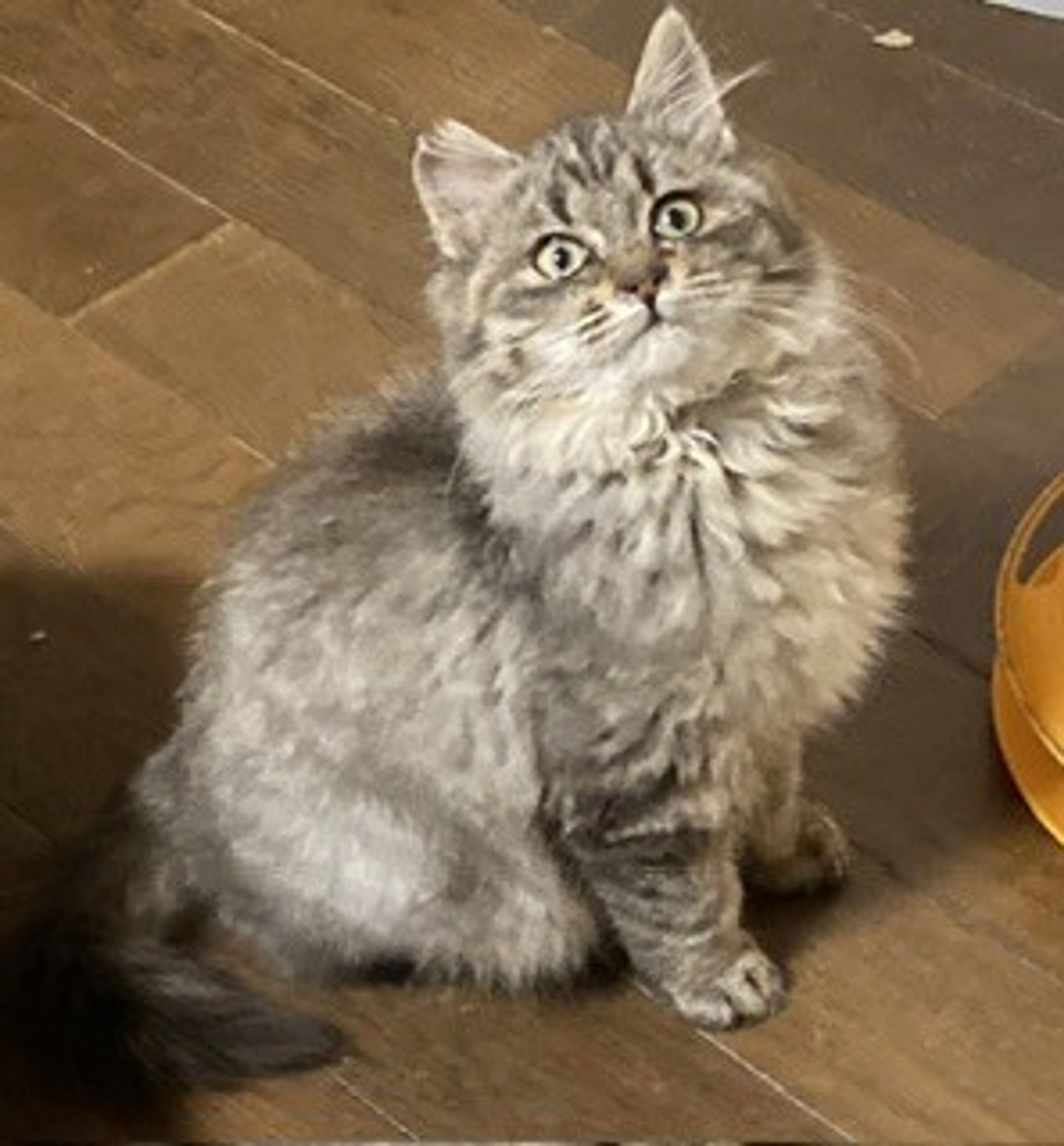 雑種（ミックス猫）・オスの里親募集の写真