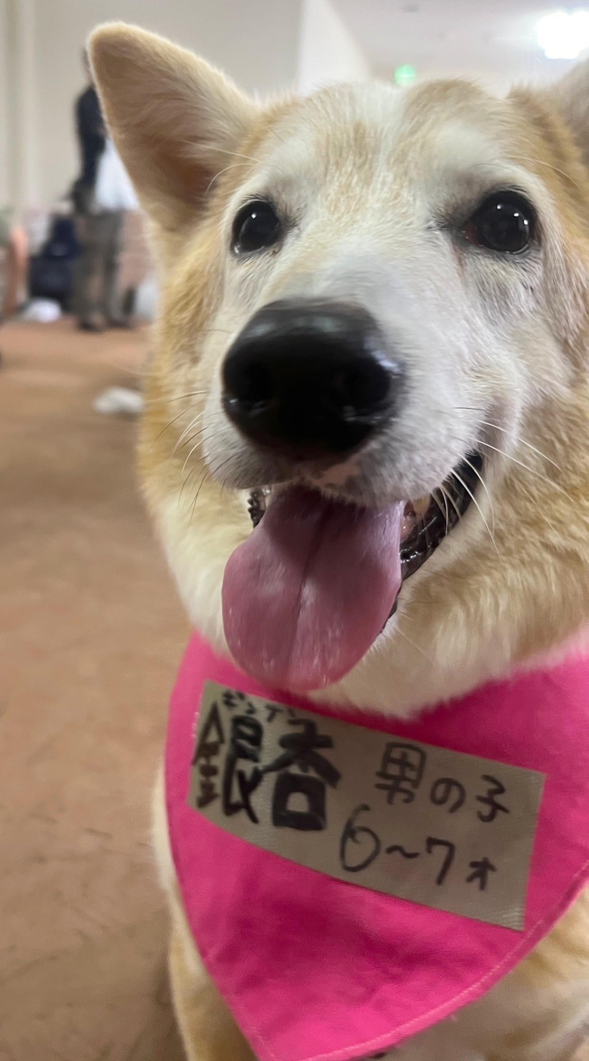 pet-image-5