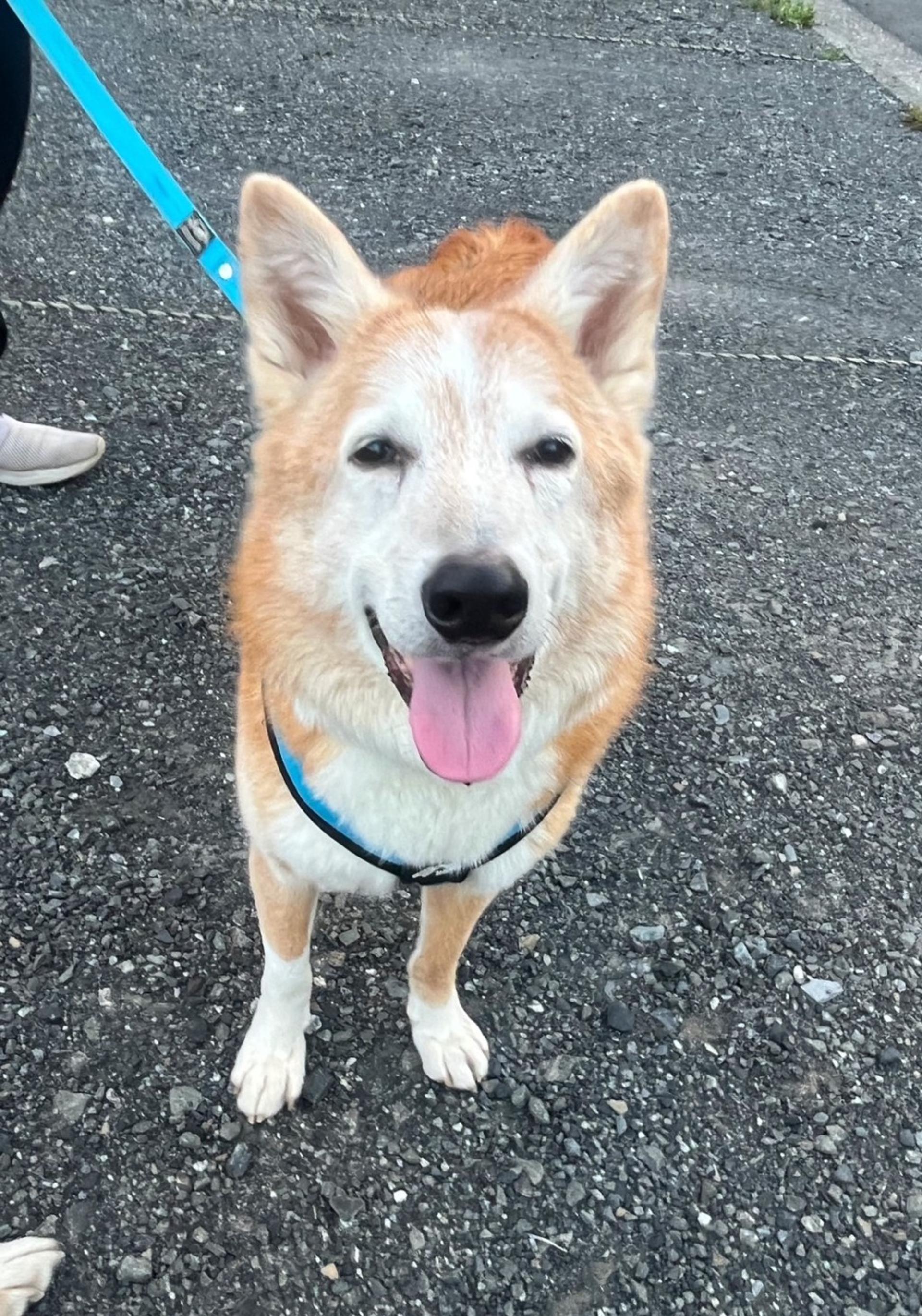 pet-image-2