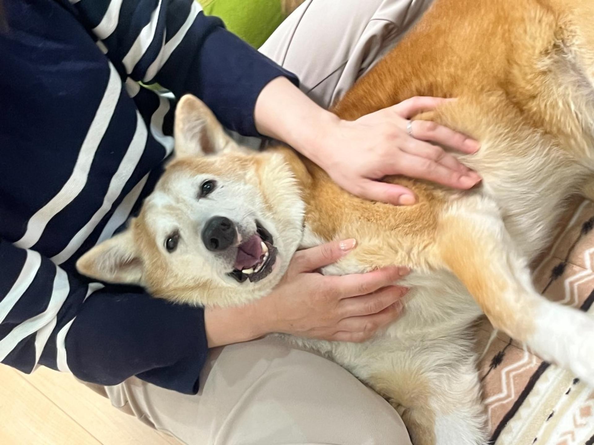 pet-image-3