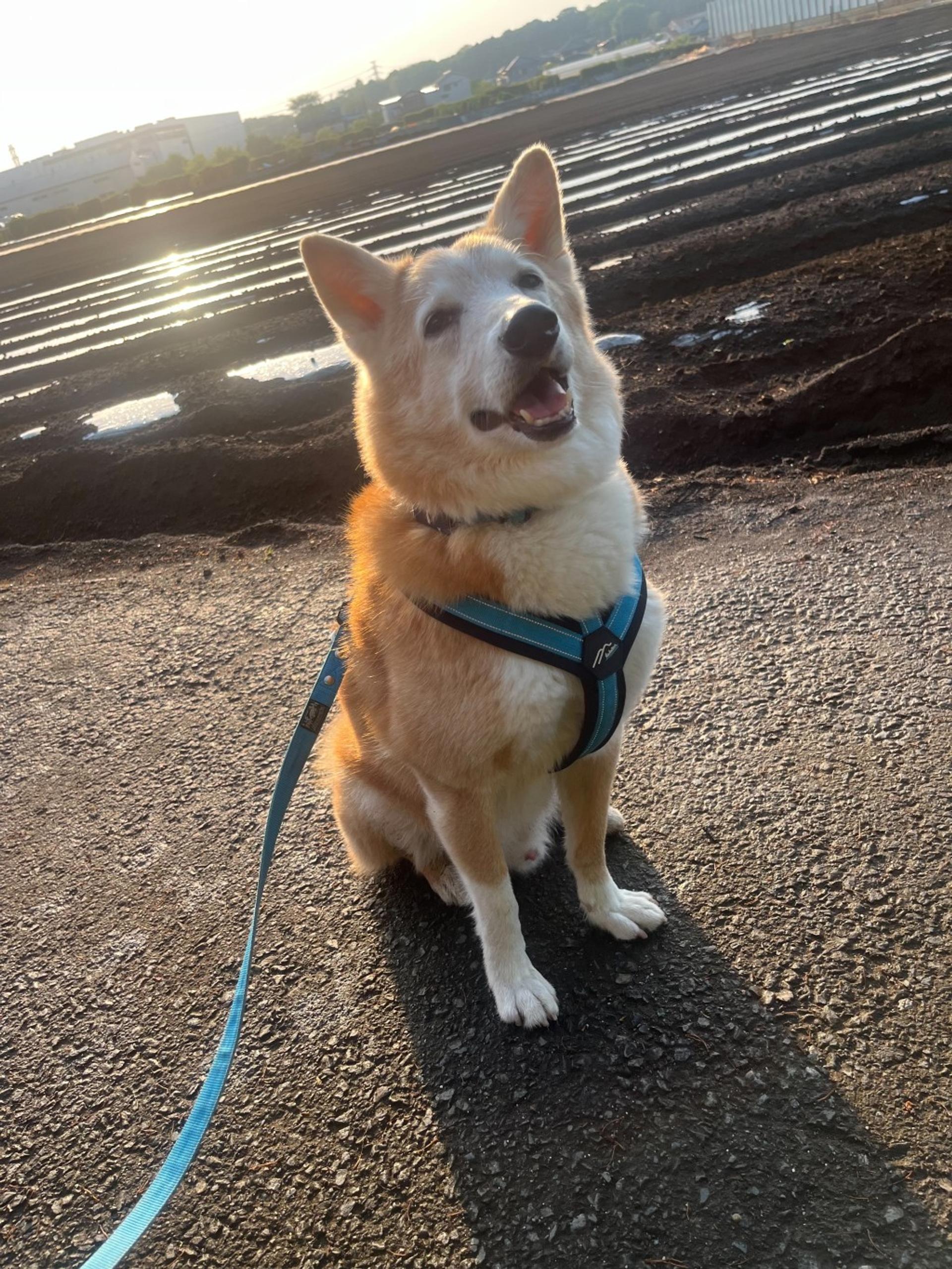 pet-image-8