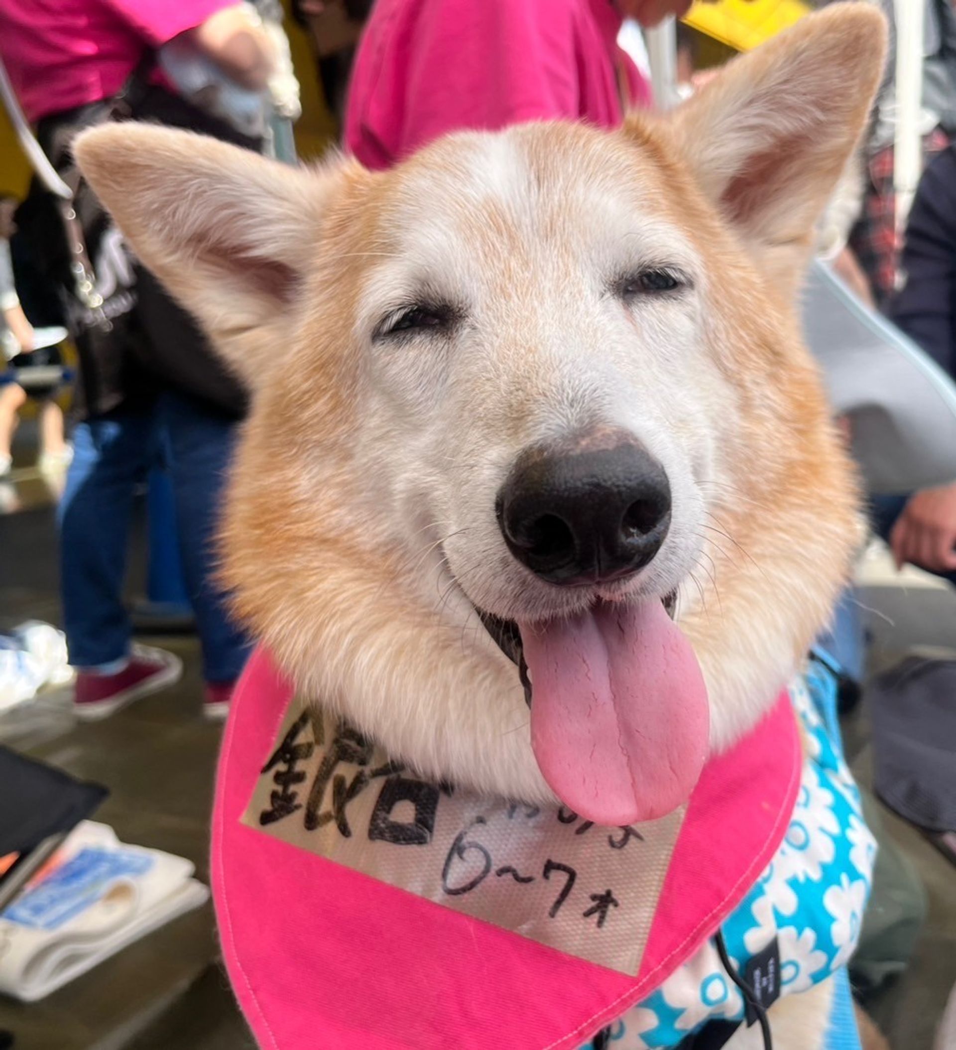 雑種（ミックス犬）・オスの里親募集の写真